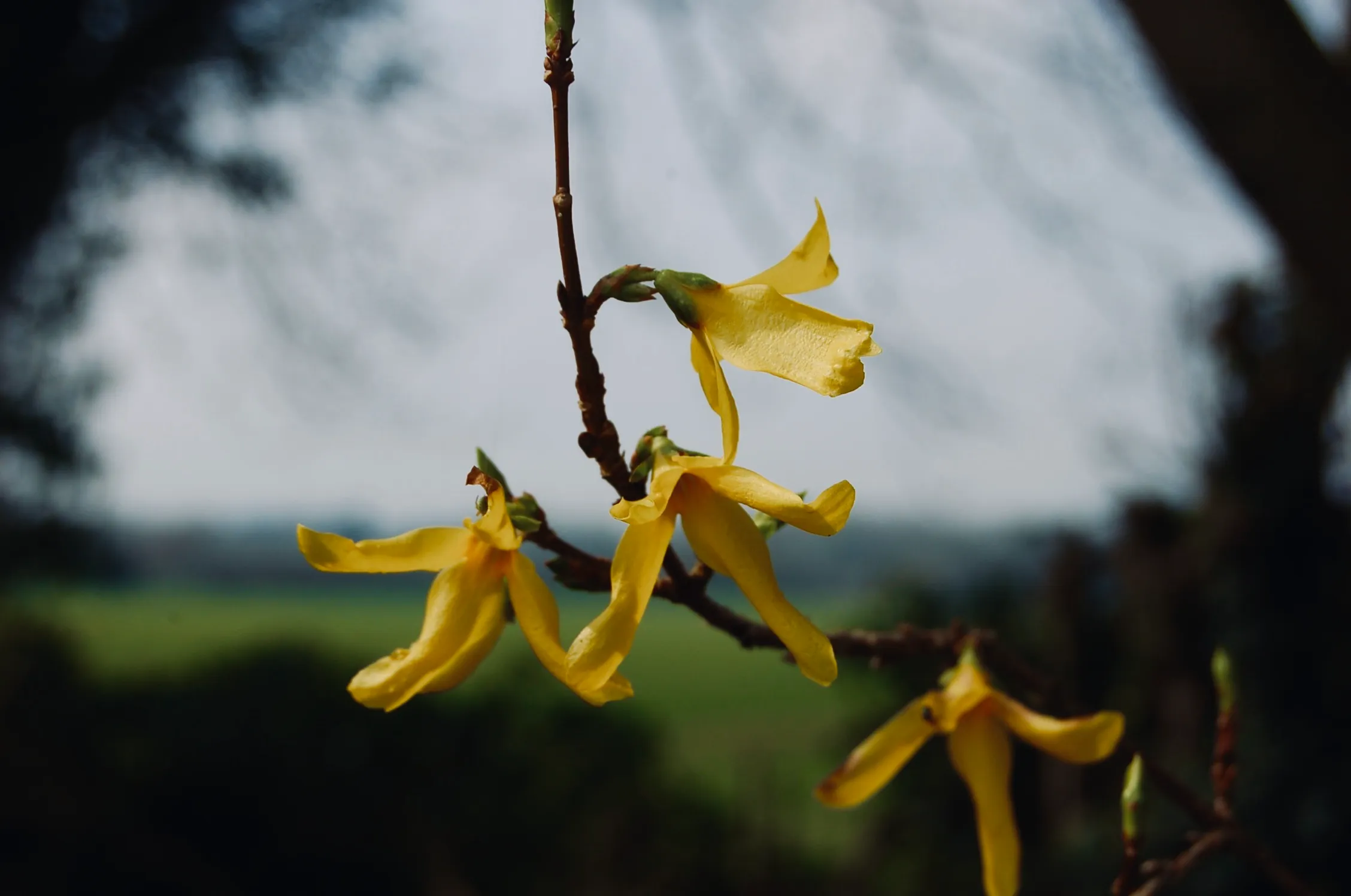 Goodbye winter