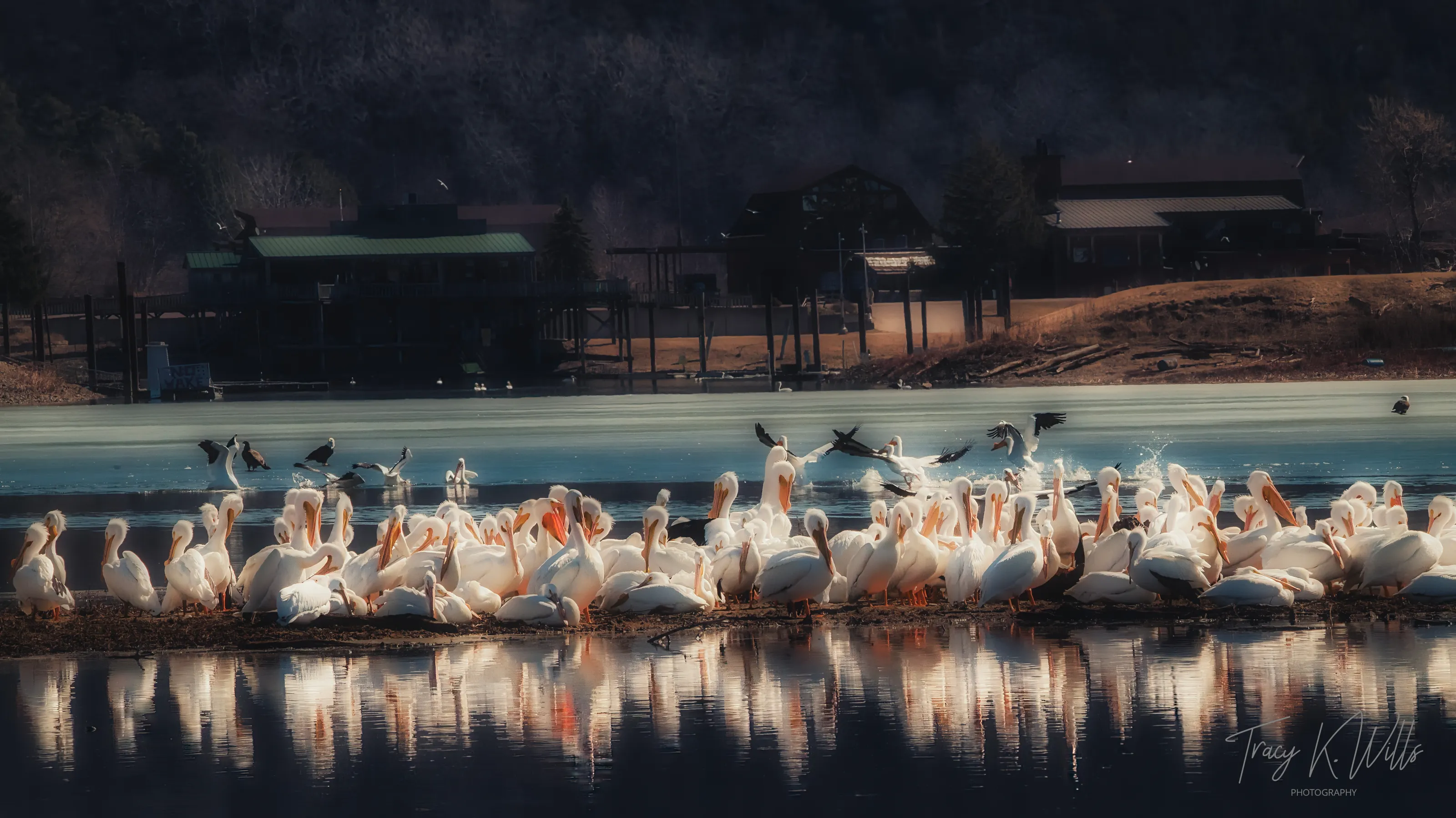 Pelican Migration