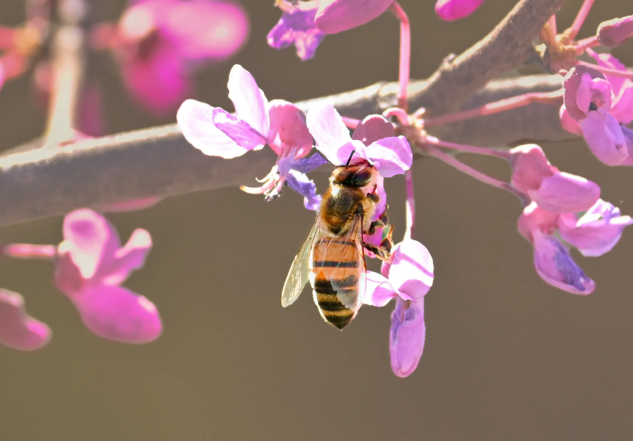 Spring Queen Bee