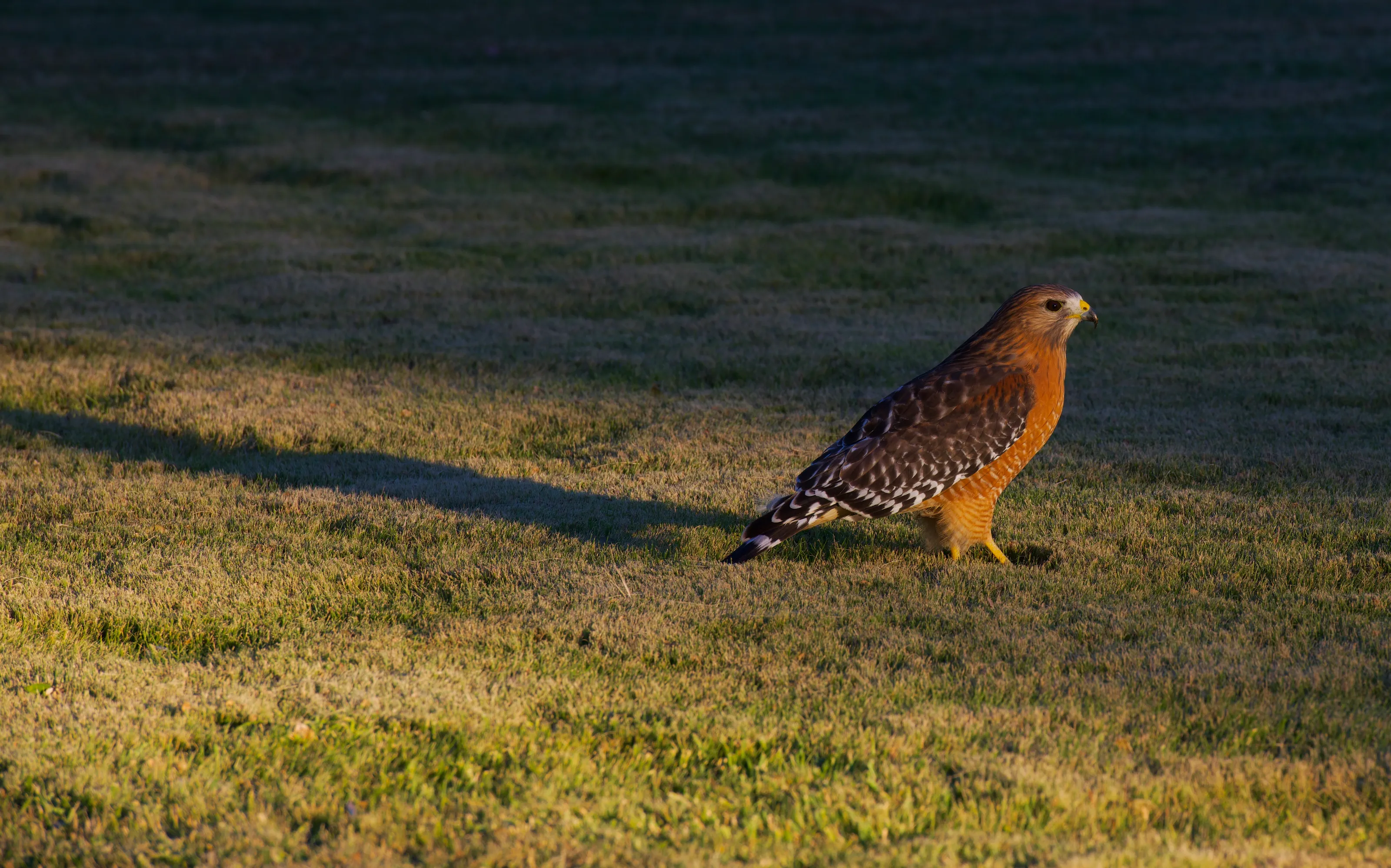 Red-Tailed Hawk