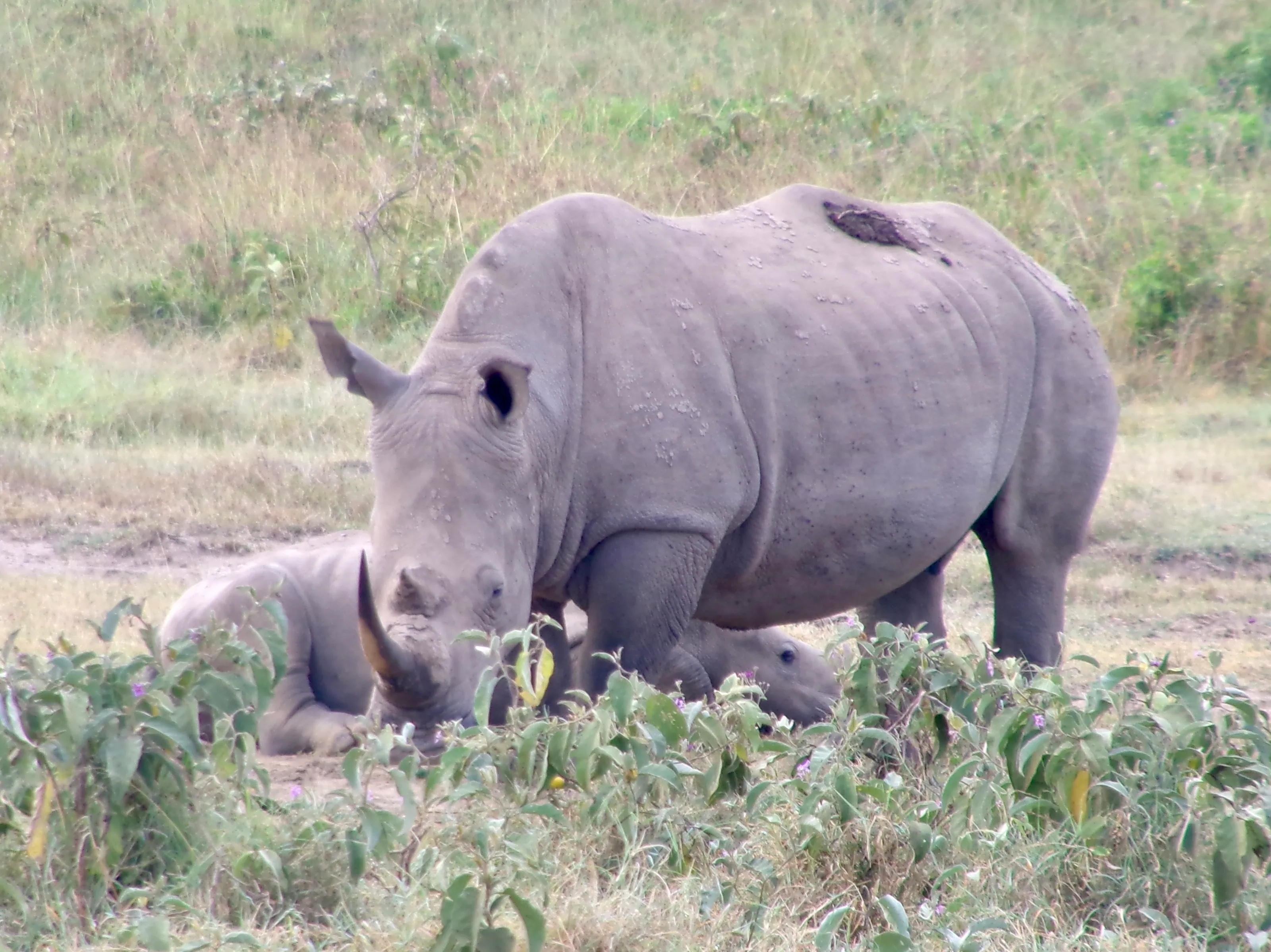 The Big Five African Safari Animals