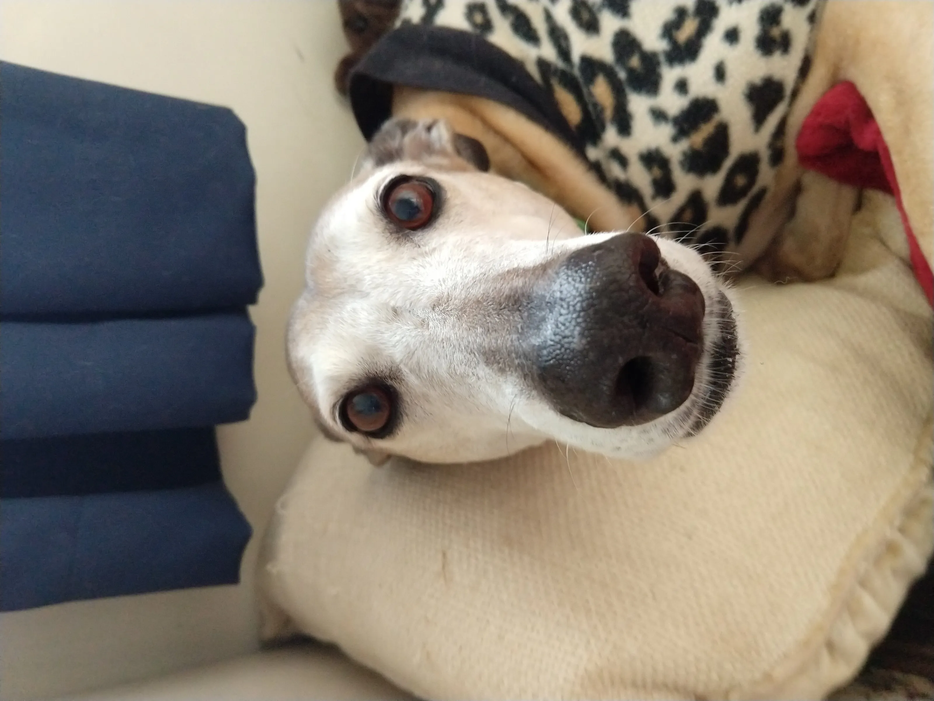 Miss Fifi relaxing
