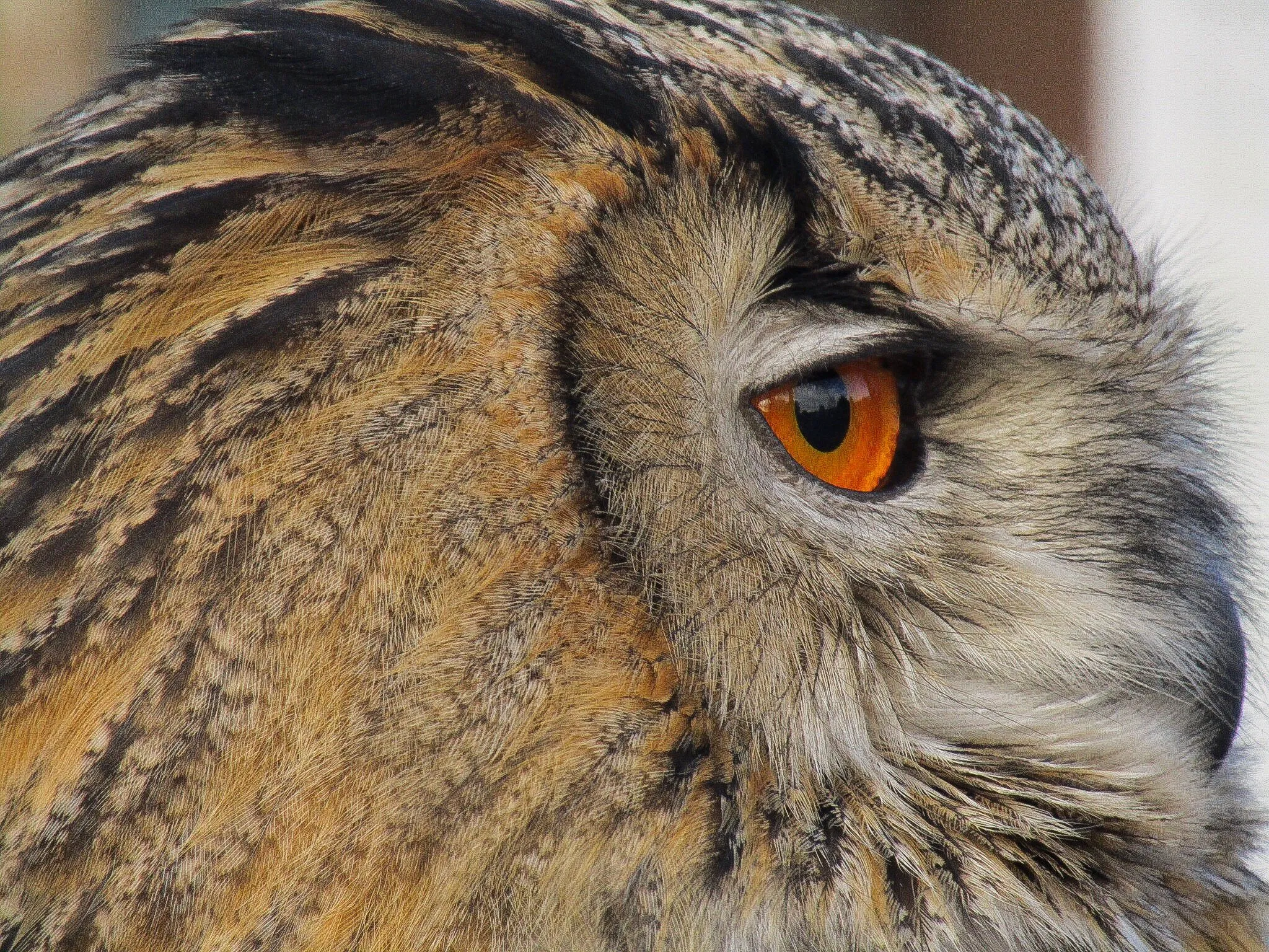 Eagle owl