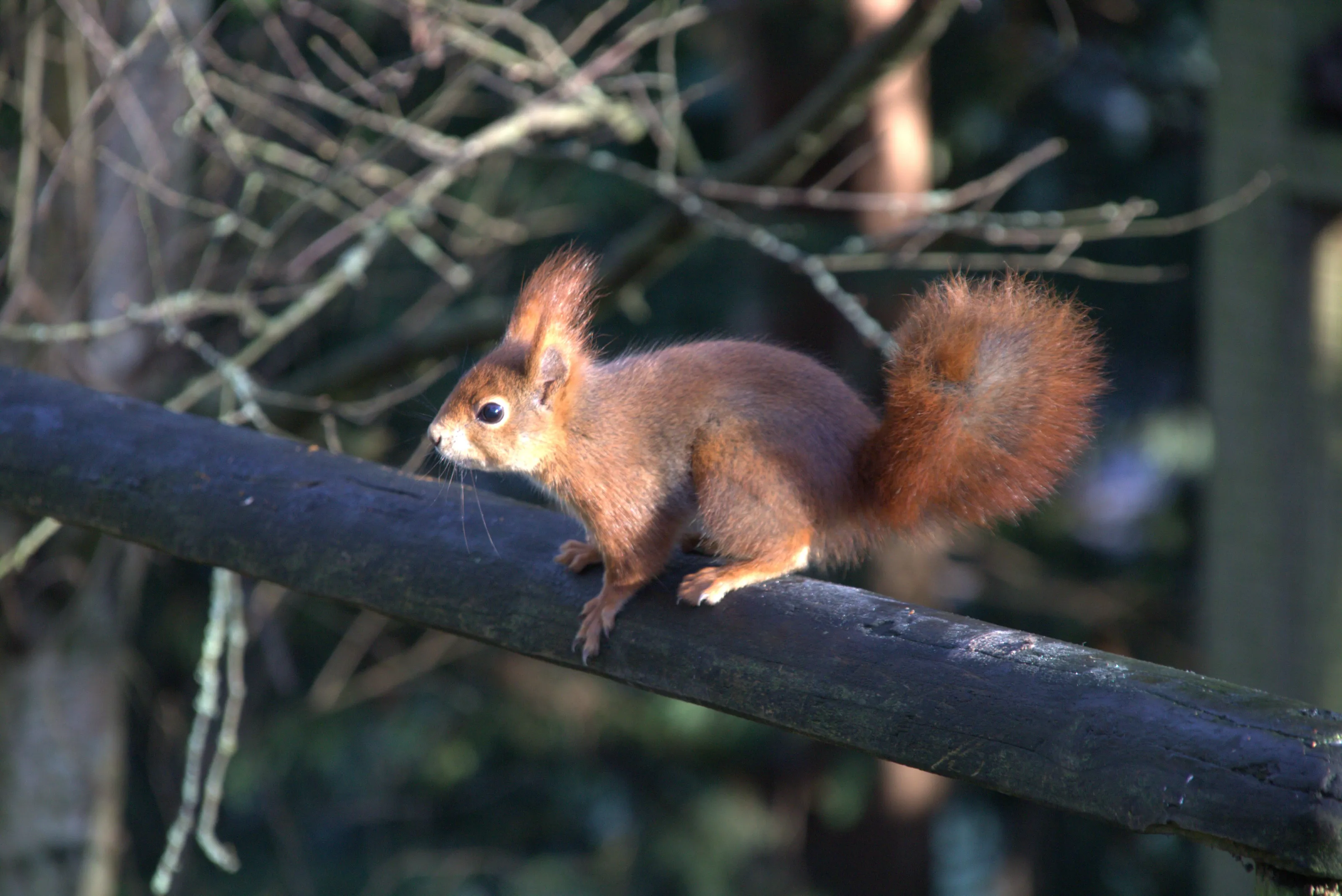 Red squirrel
