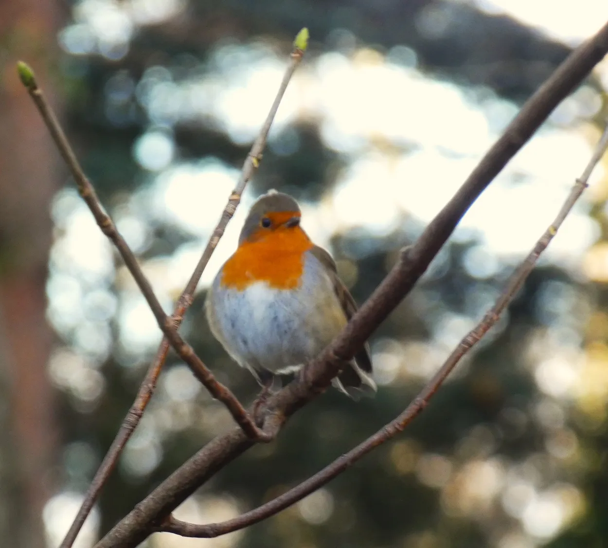 native birds