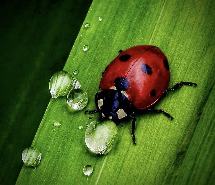 Ladybirds (in colour)