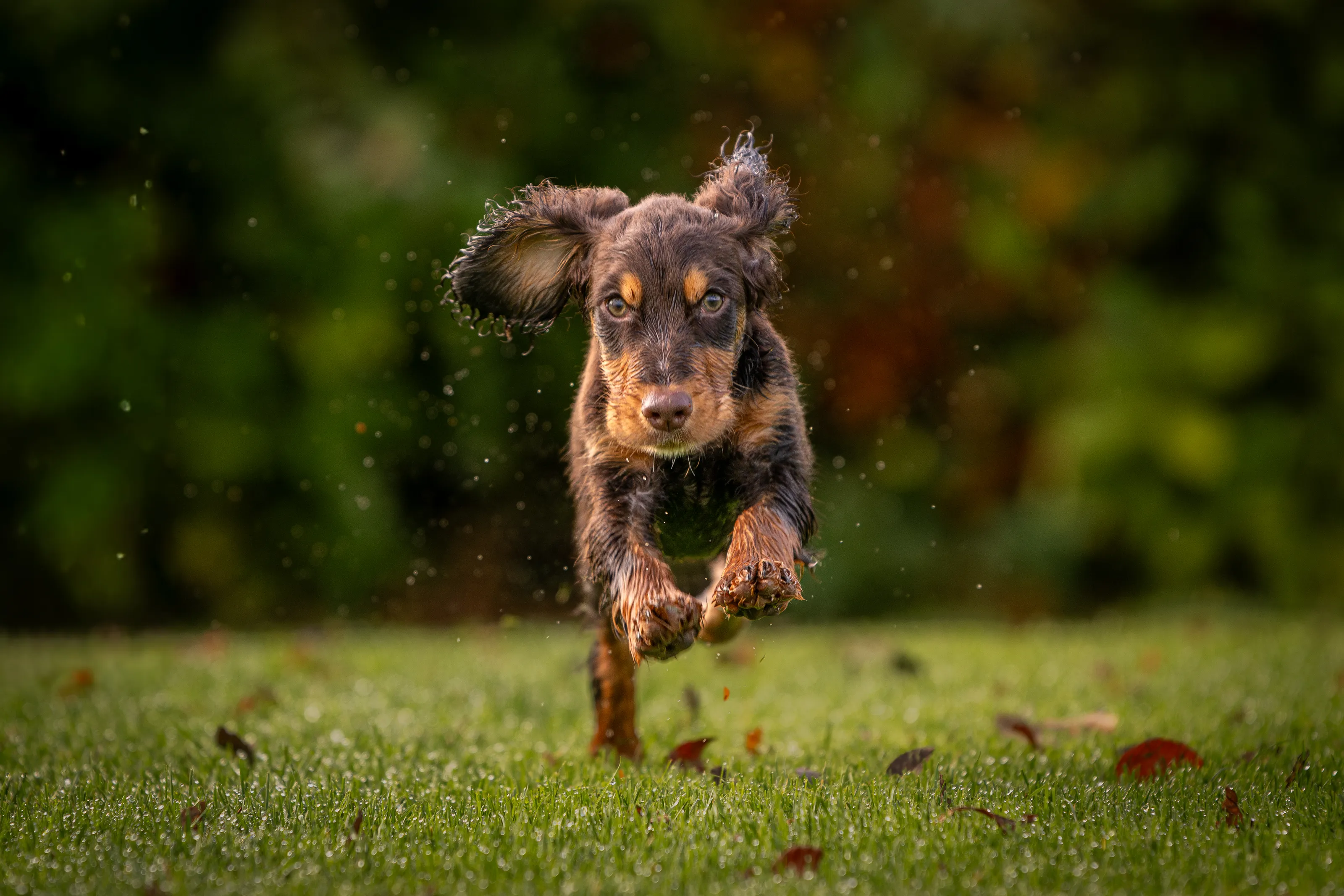 Ted jumping