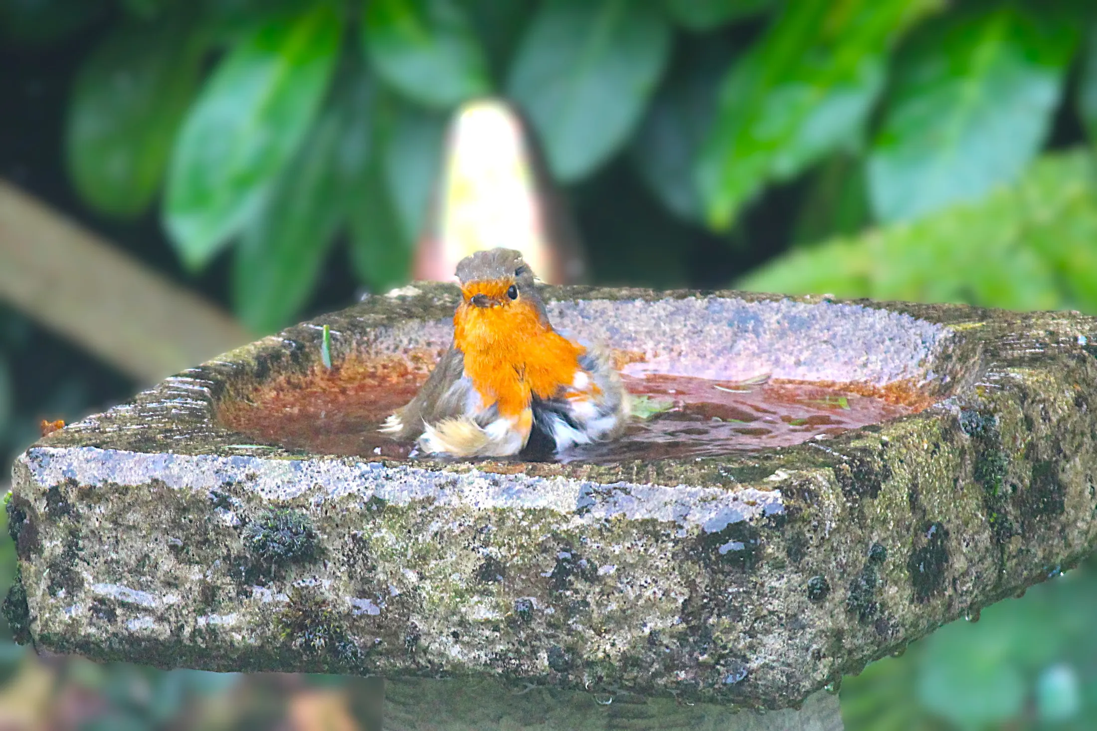 Ron]bin having a bath