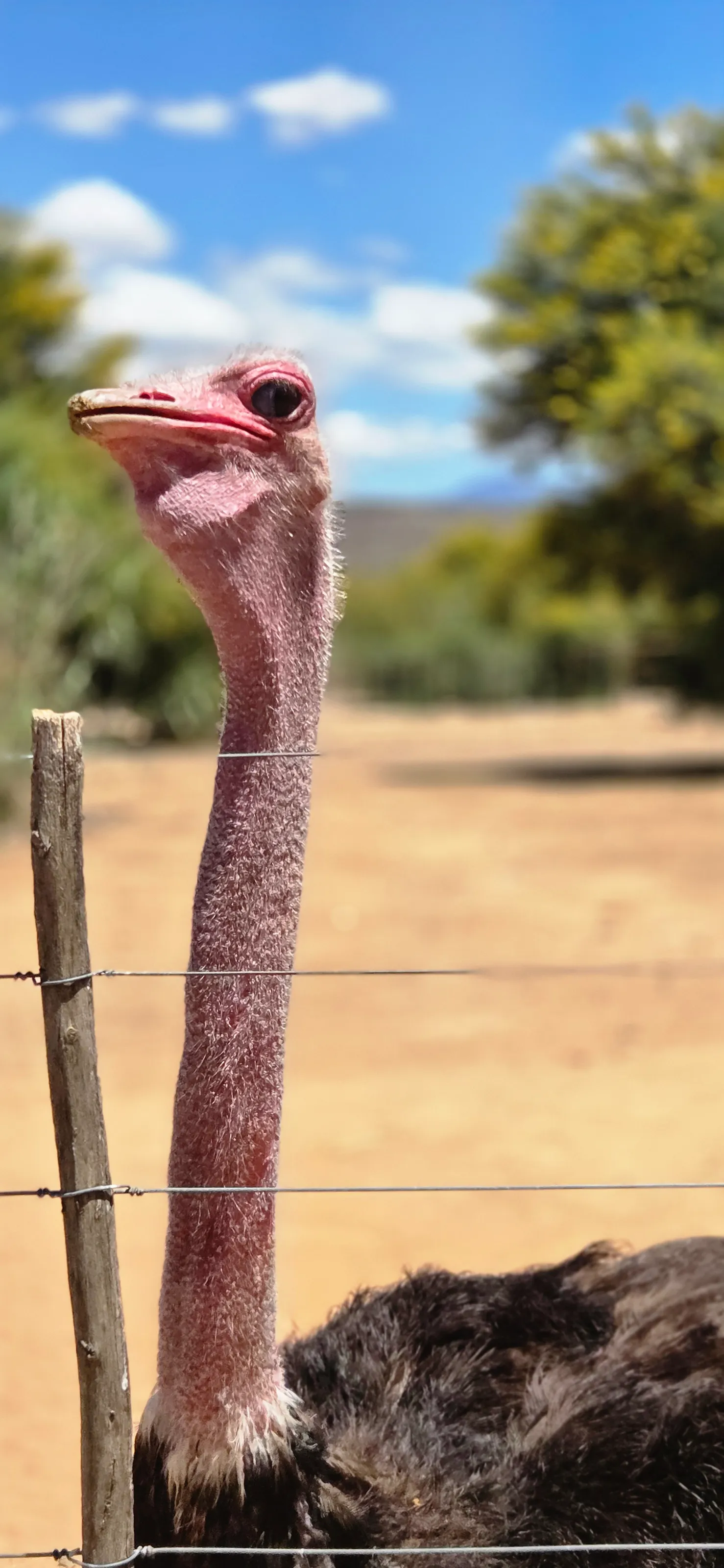 Ostrich