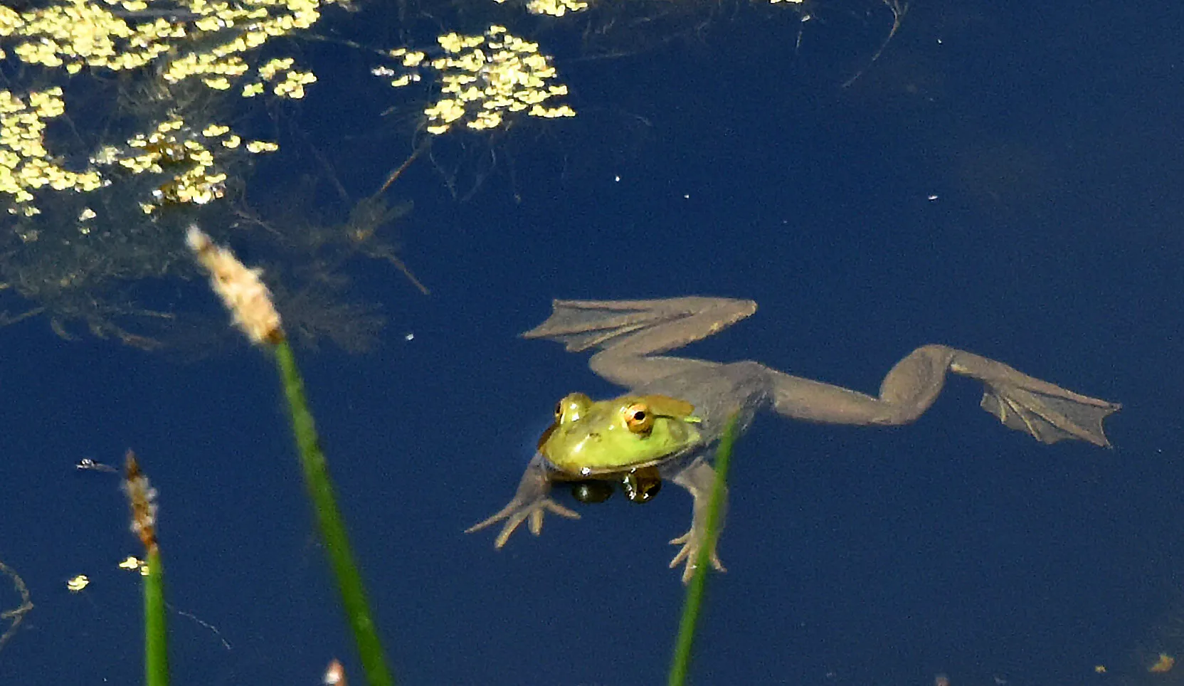 Pond Life