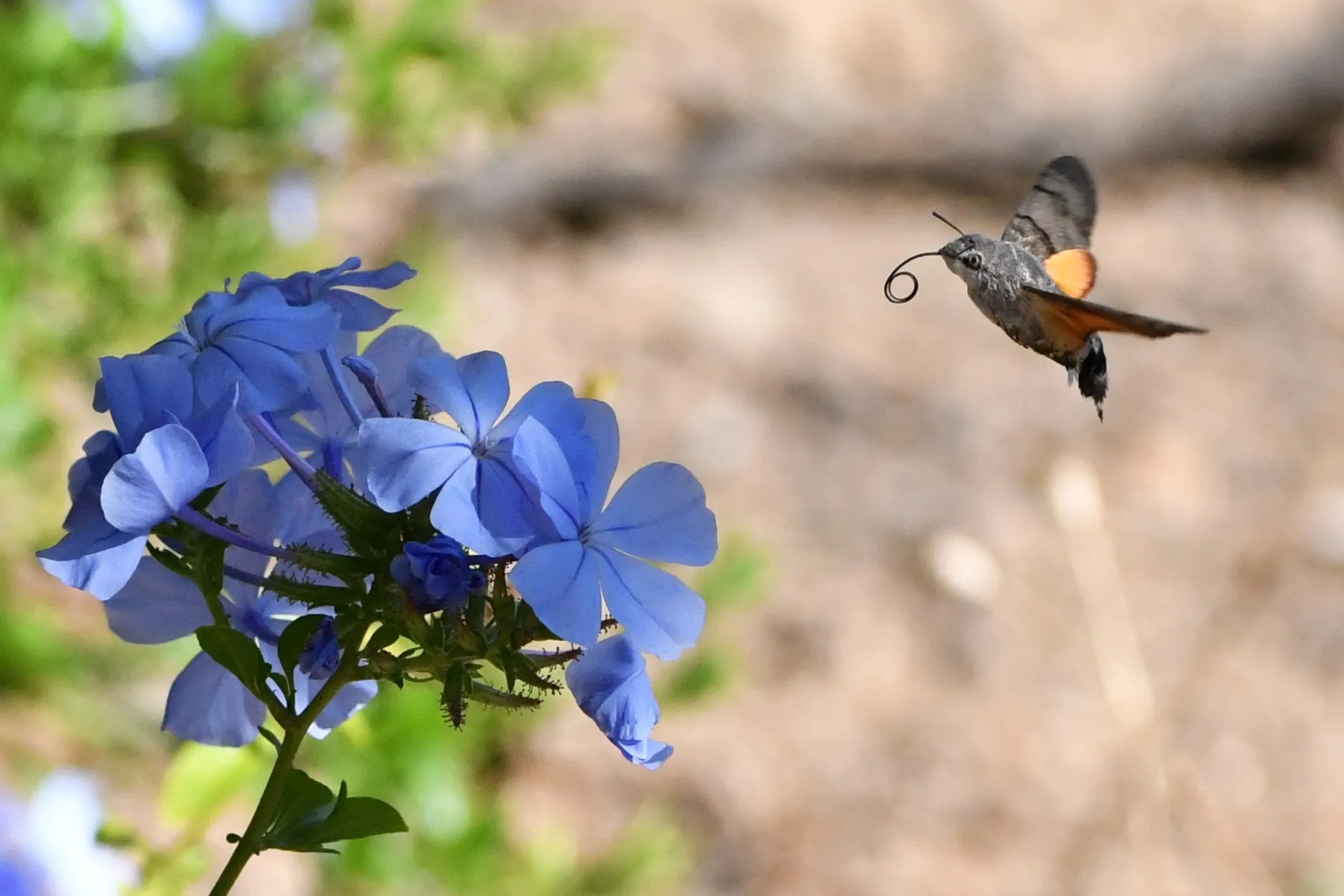Vol du Moro Sphinx