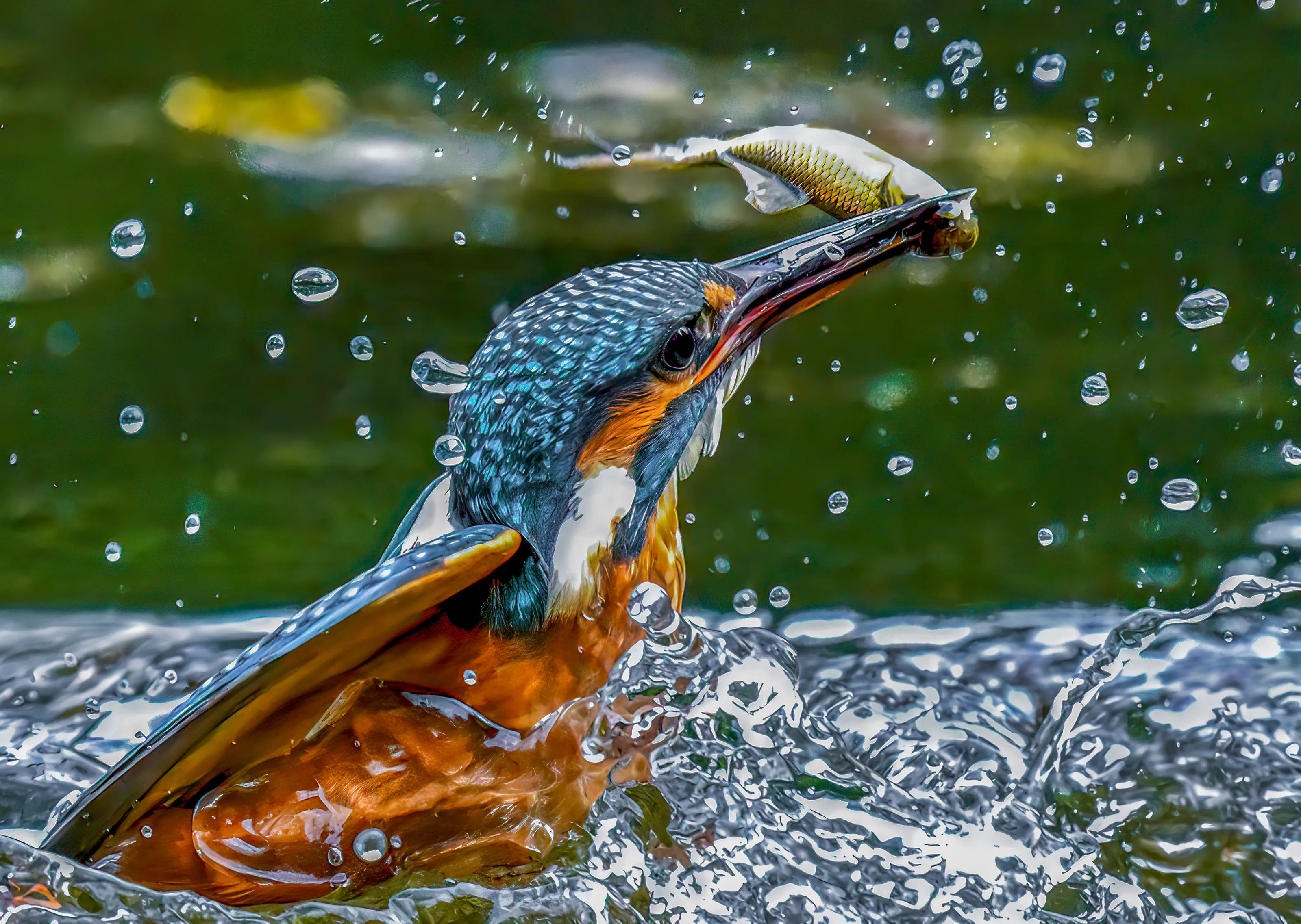 British Wildlife