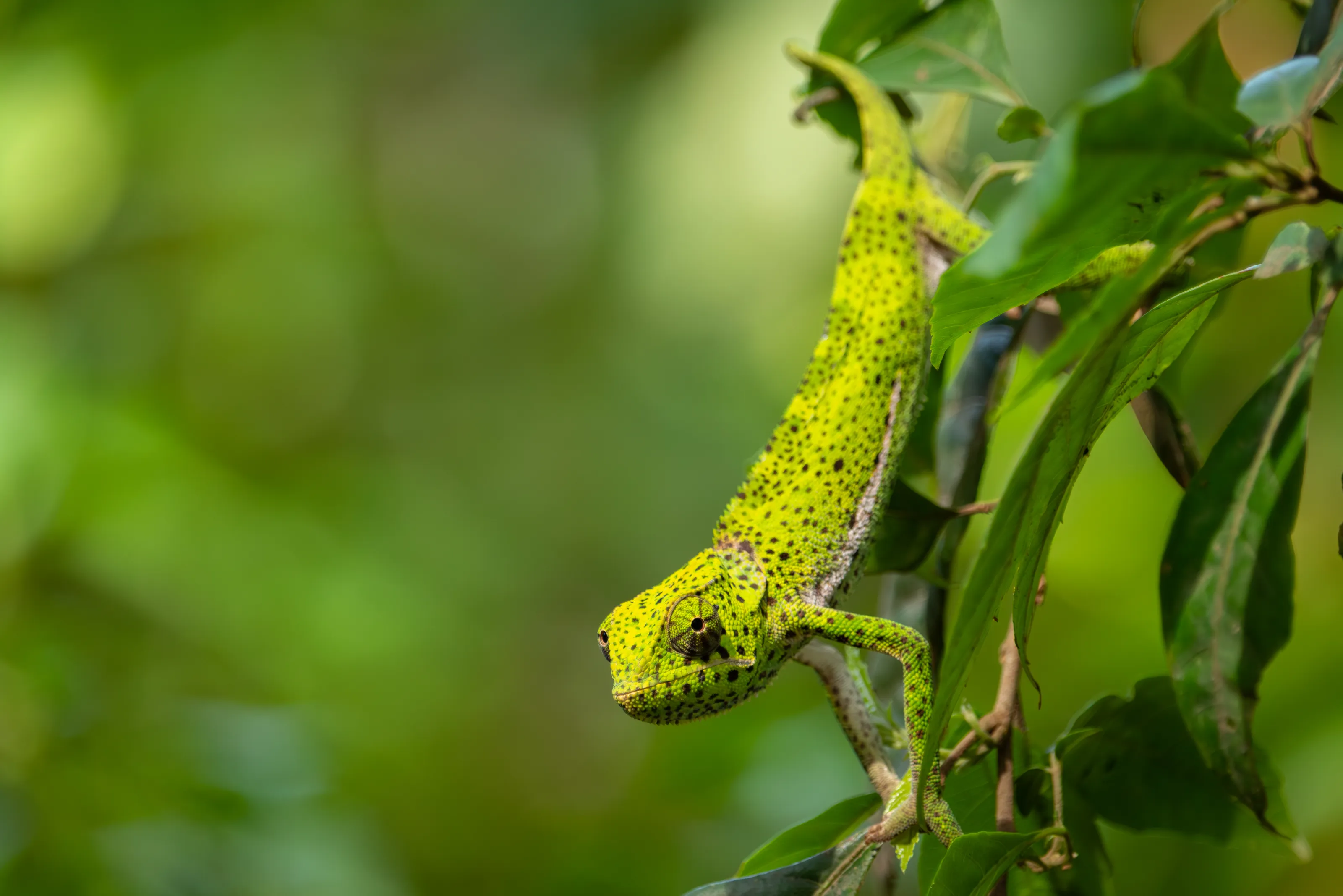 Green Fragment