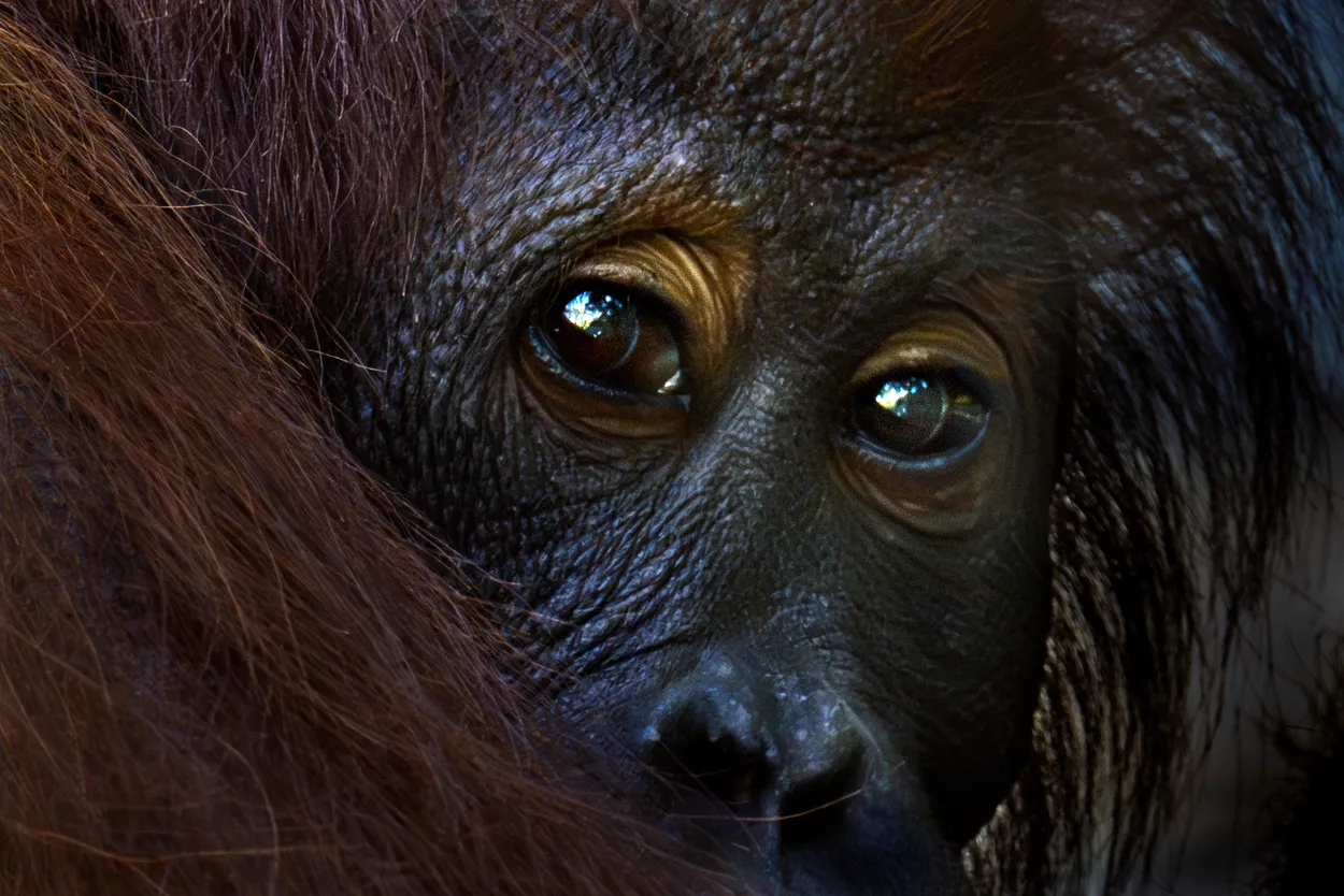 Entry 28127958