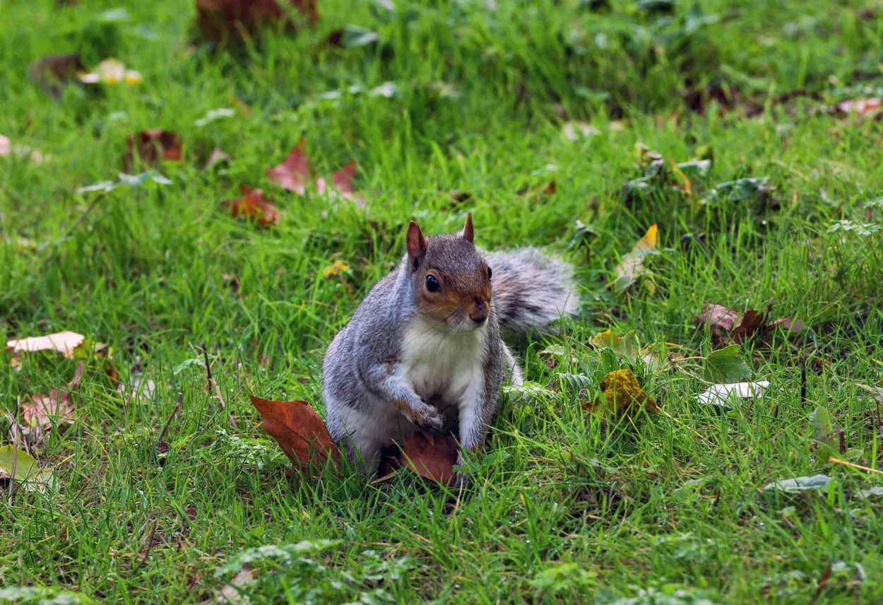 Squirrel in London park
