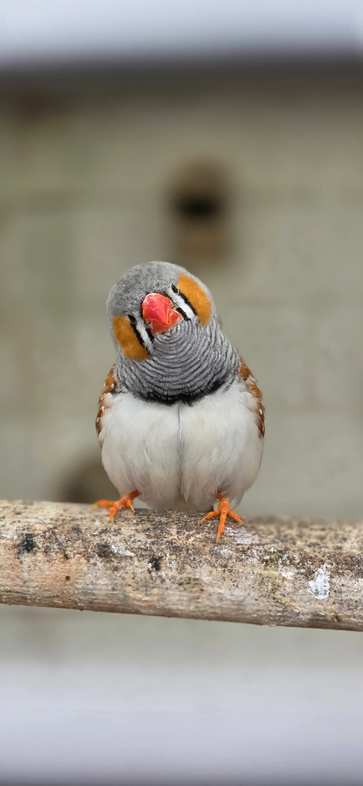 Curious Zebra Finch