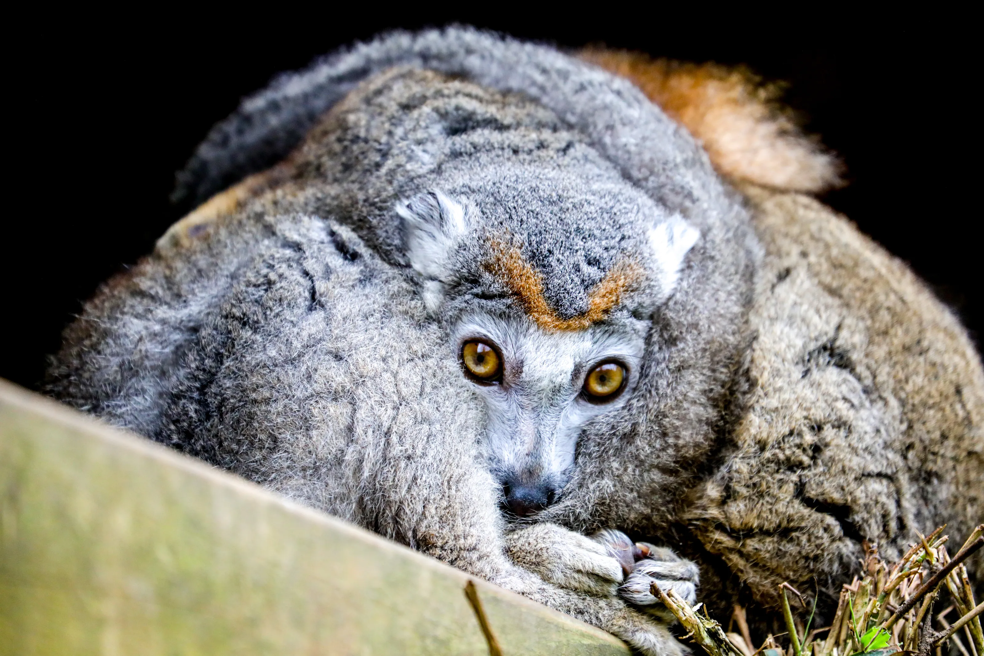 Red belly lemurs