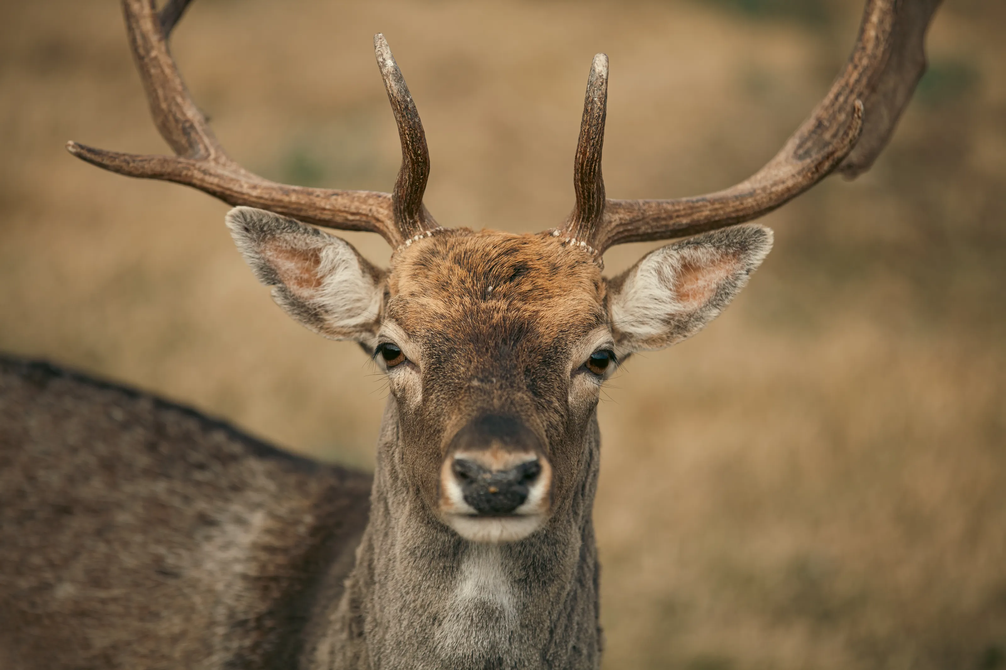 Deer Portrait