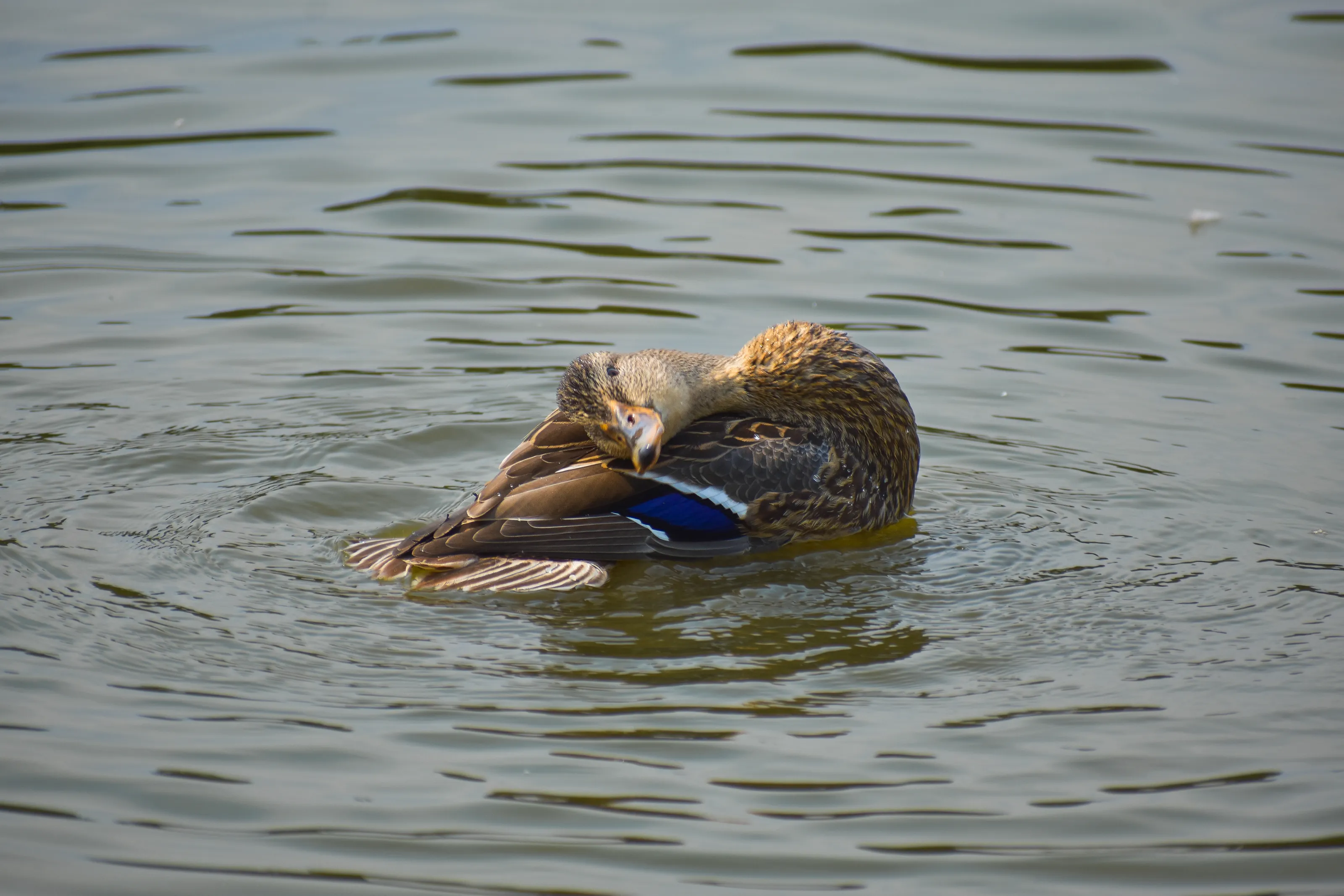My Duck Friend