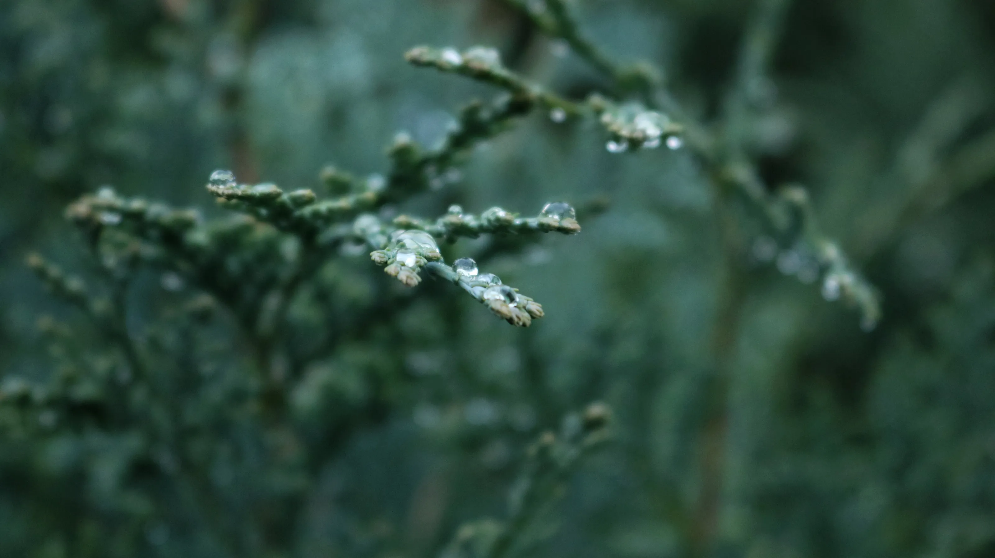 Melting Morning Frost