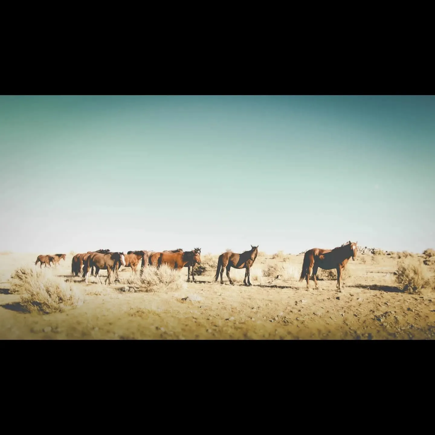 The Wild Herd