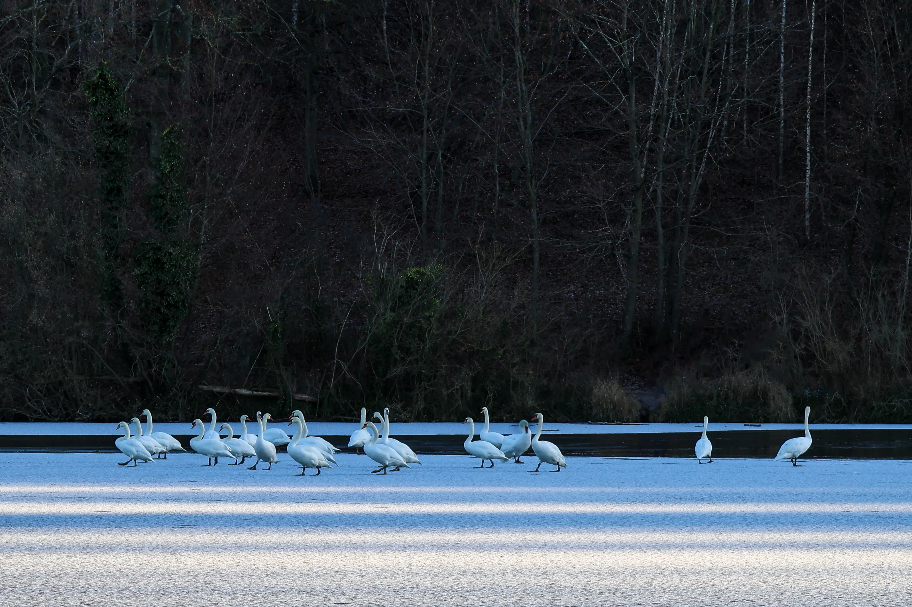 Le lac des cygnes