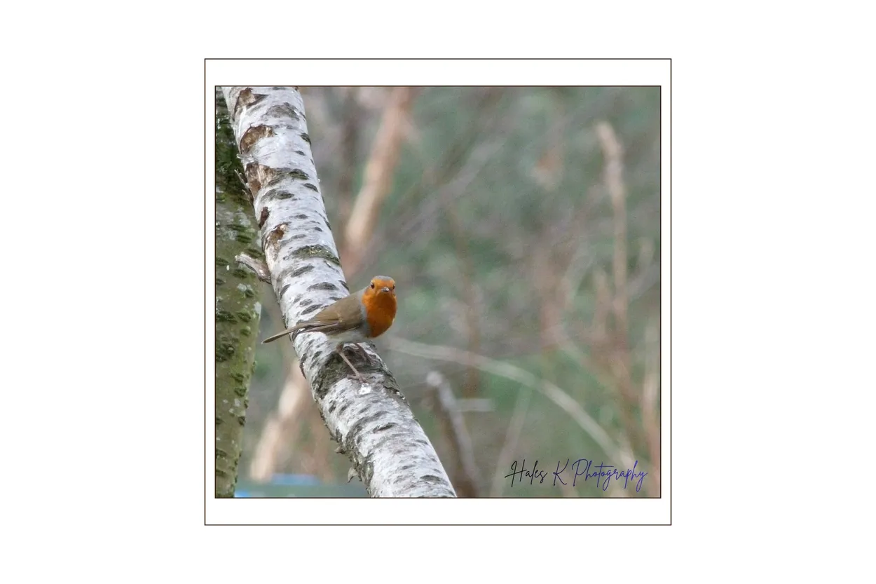 Robin Redbreast