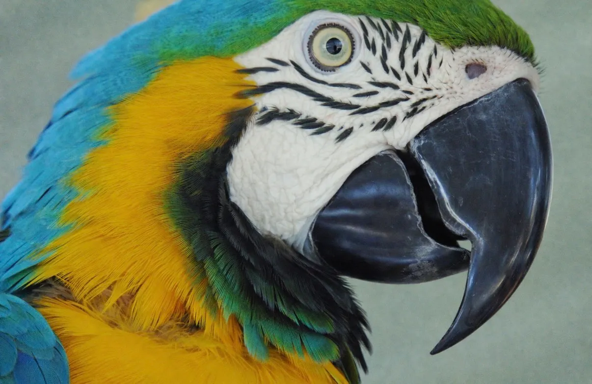 The Blue & Gold Macaw