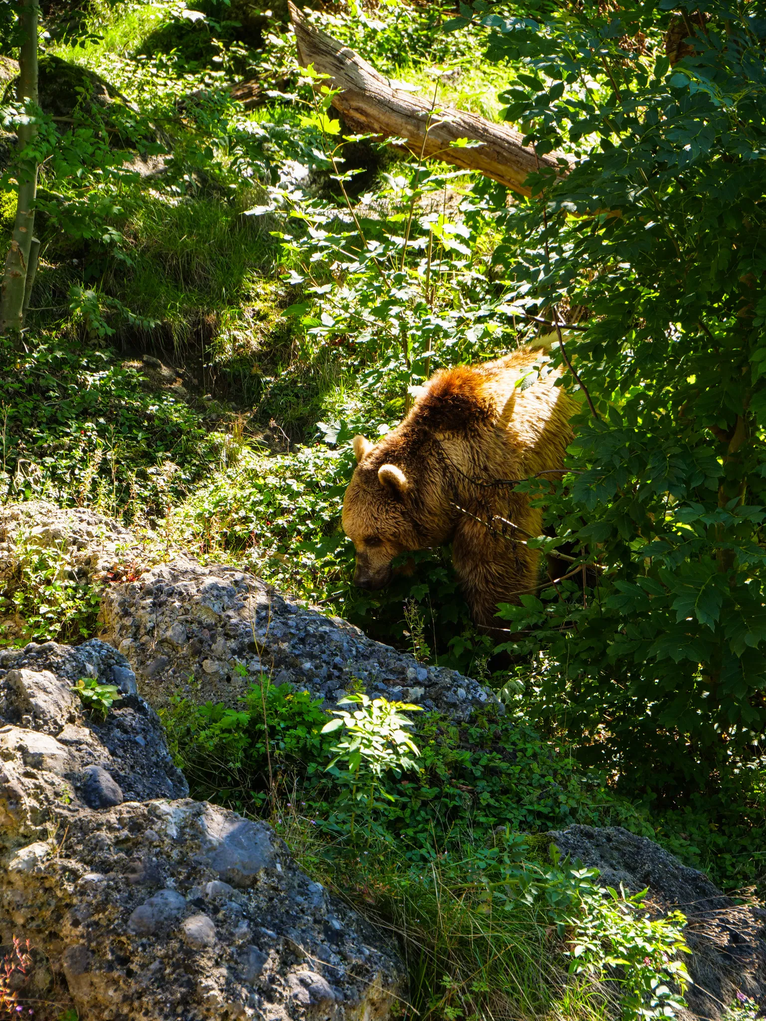 Into the Green