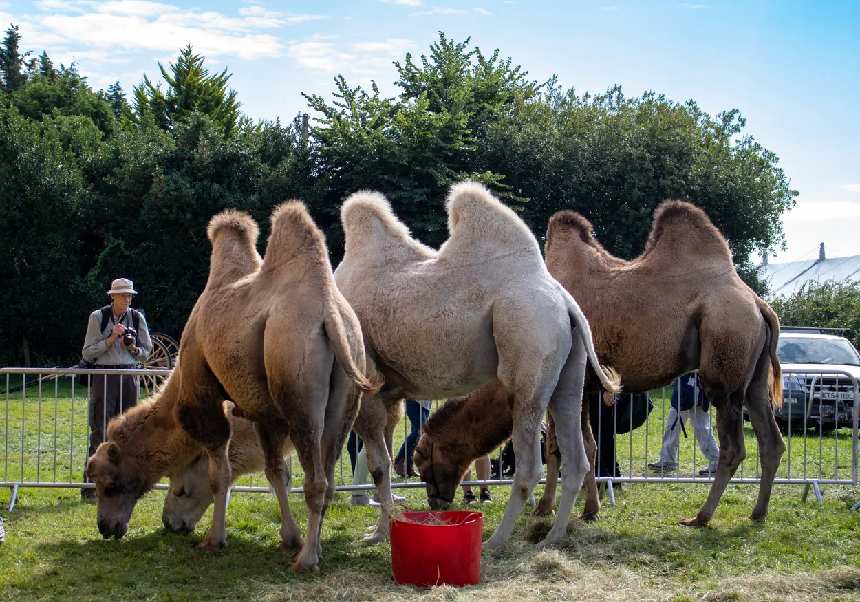 Camels at the Dorset Show!