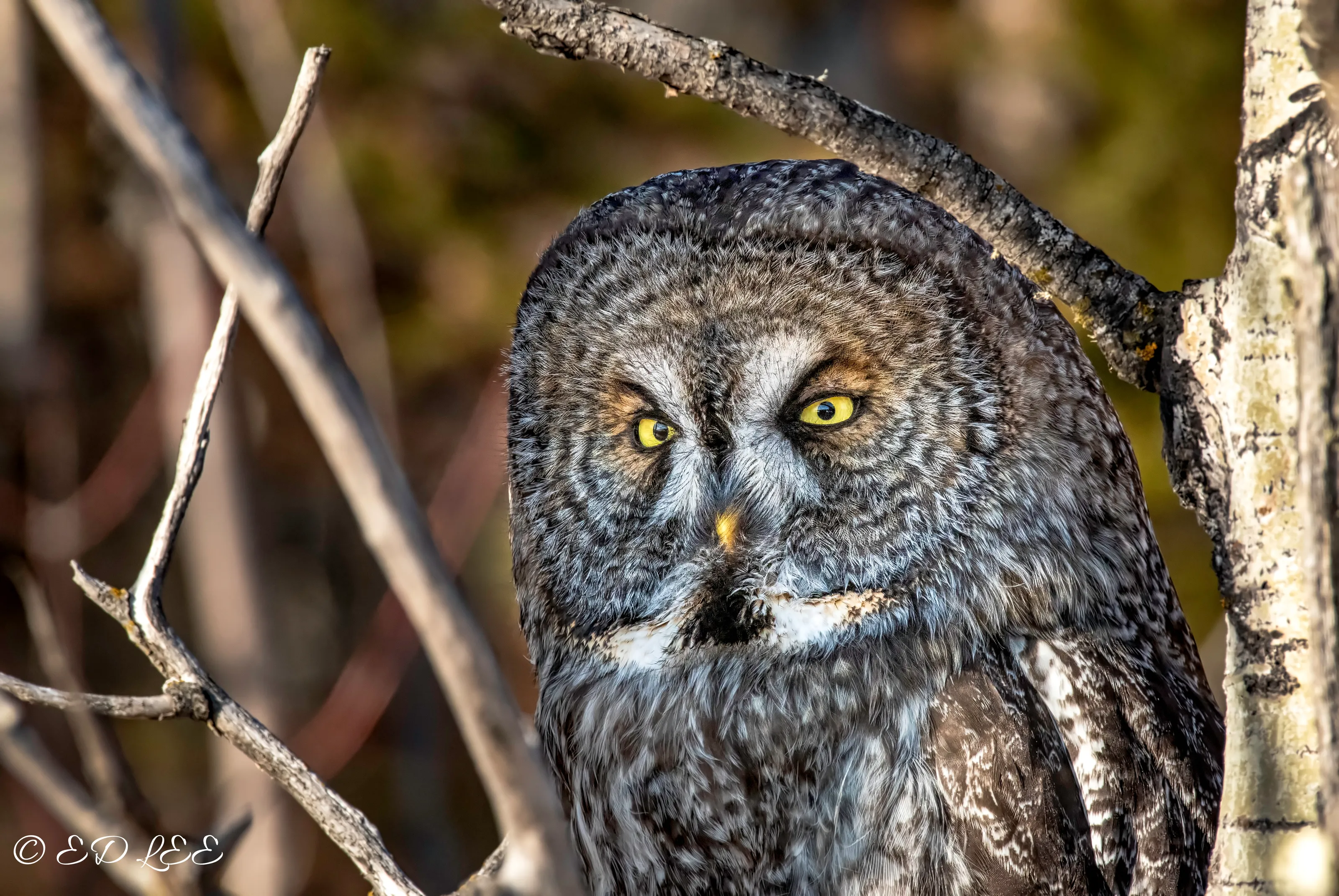 Great Gray Owl portrait