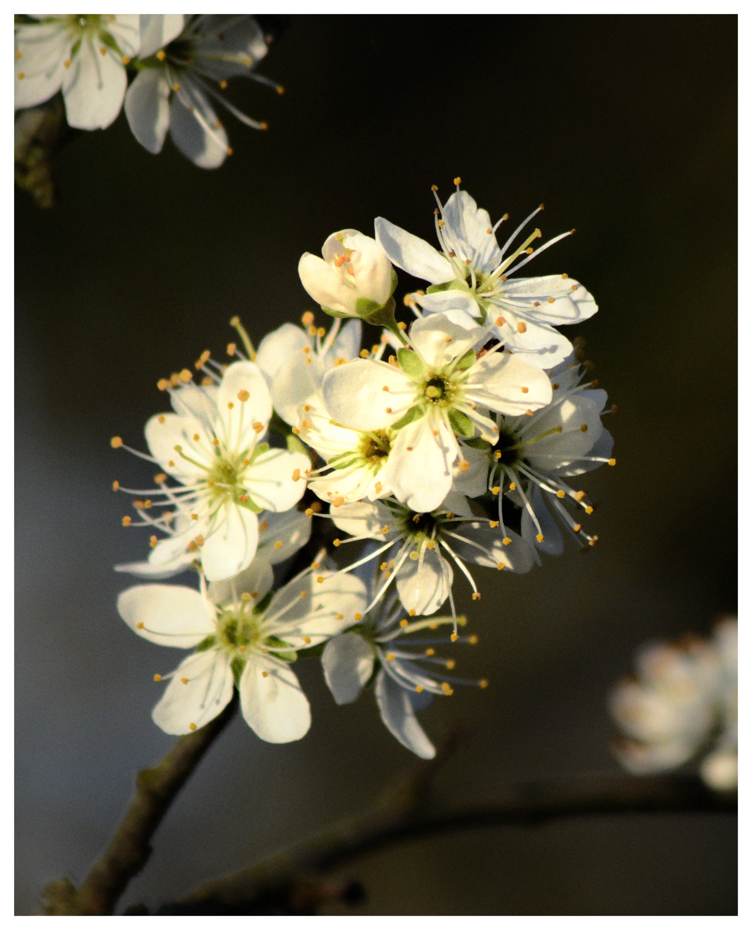 White flower