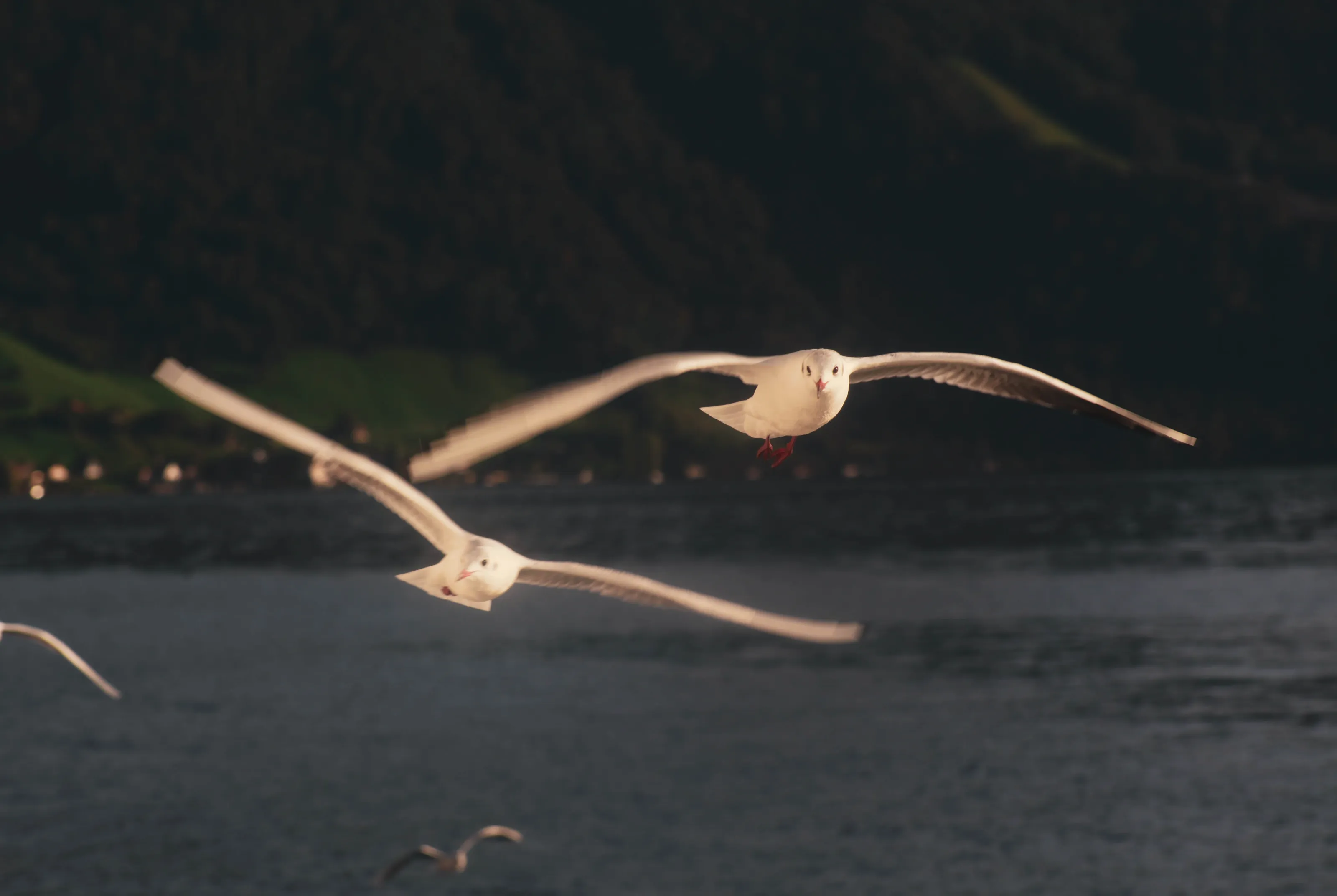Seaguls