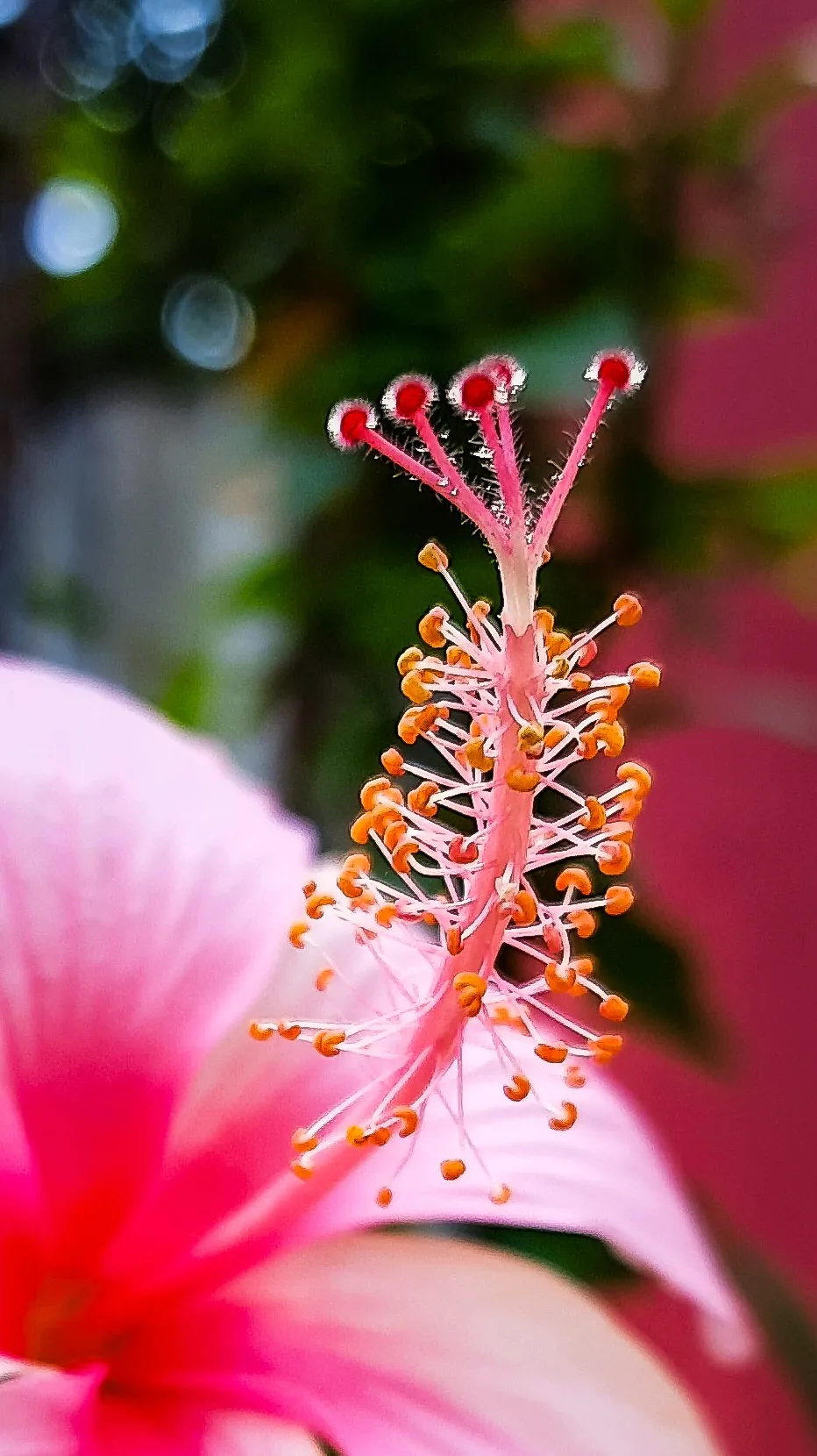 Flower Macro