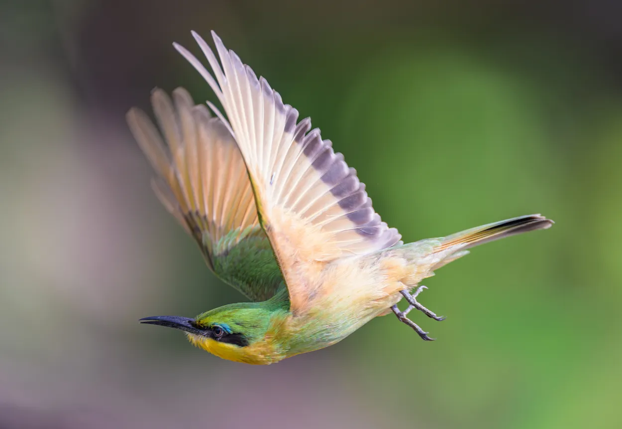 Entry 28493191