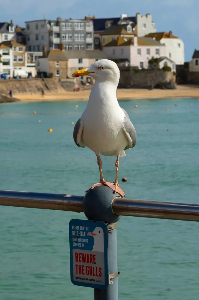 Beware of seagulls