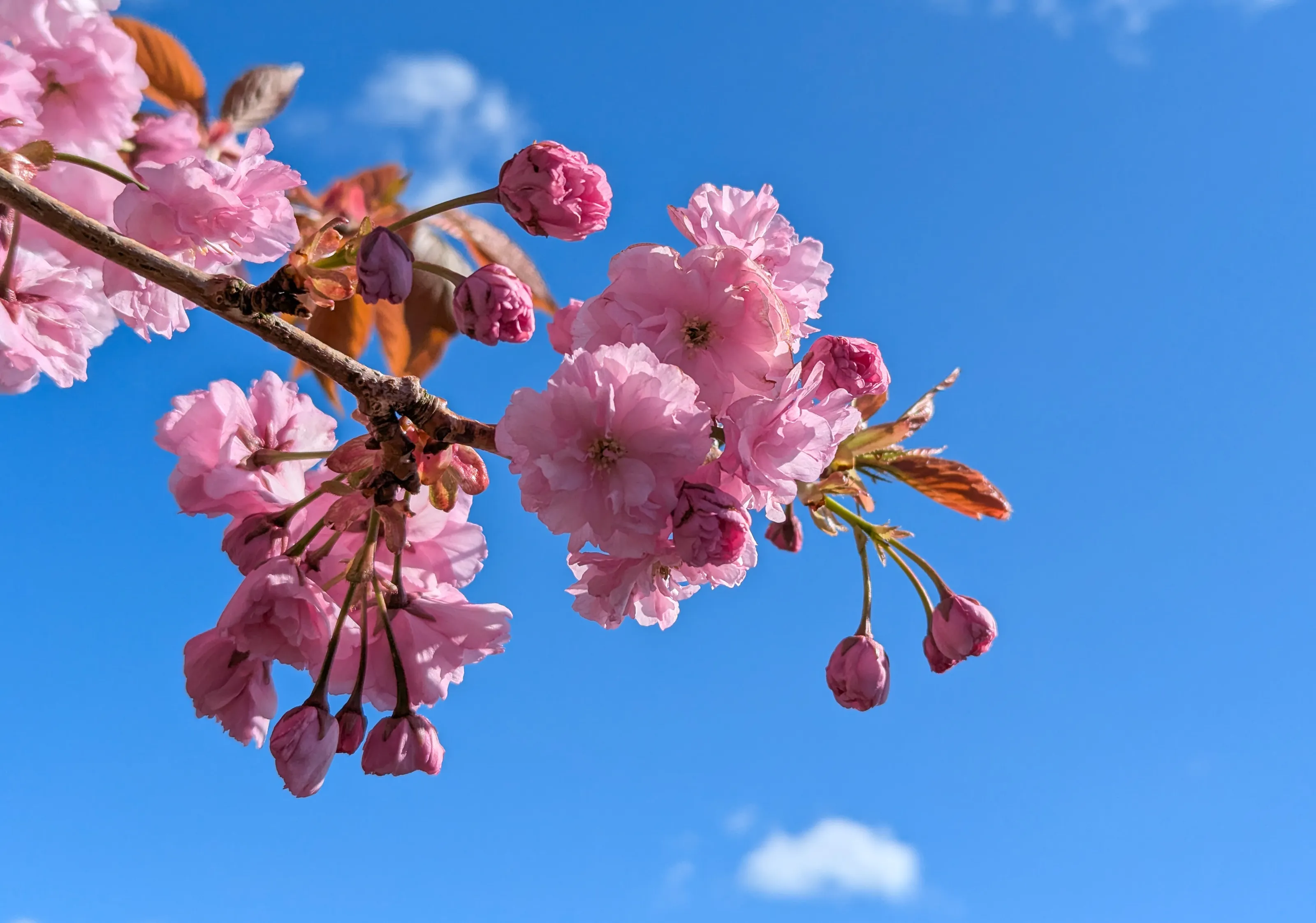 Pink Tree Blossom with Blue Sky (in colour)