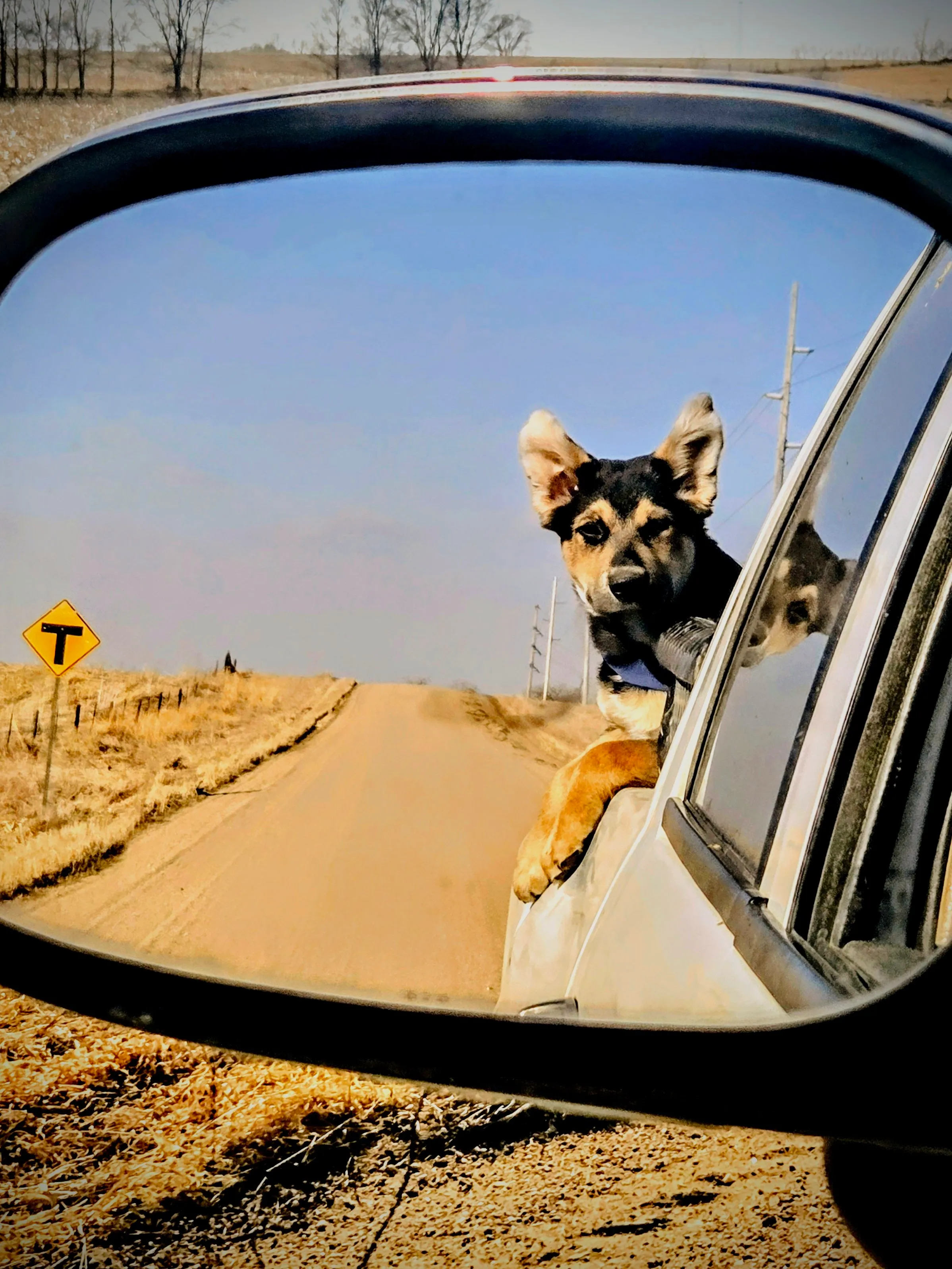 Man's best friend