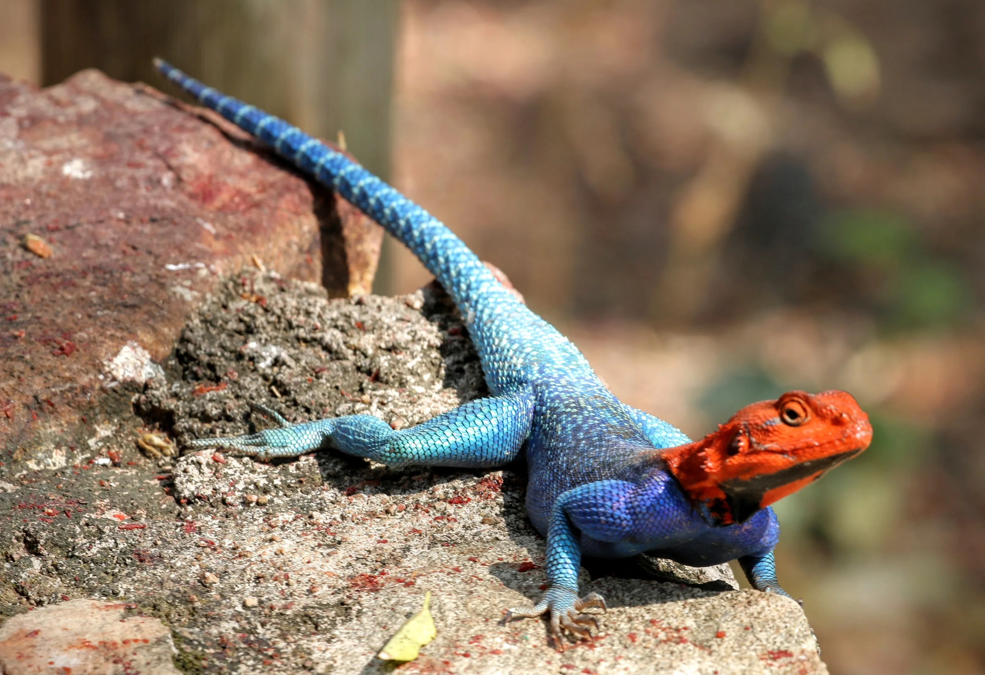 Agama Lizard catching those rays