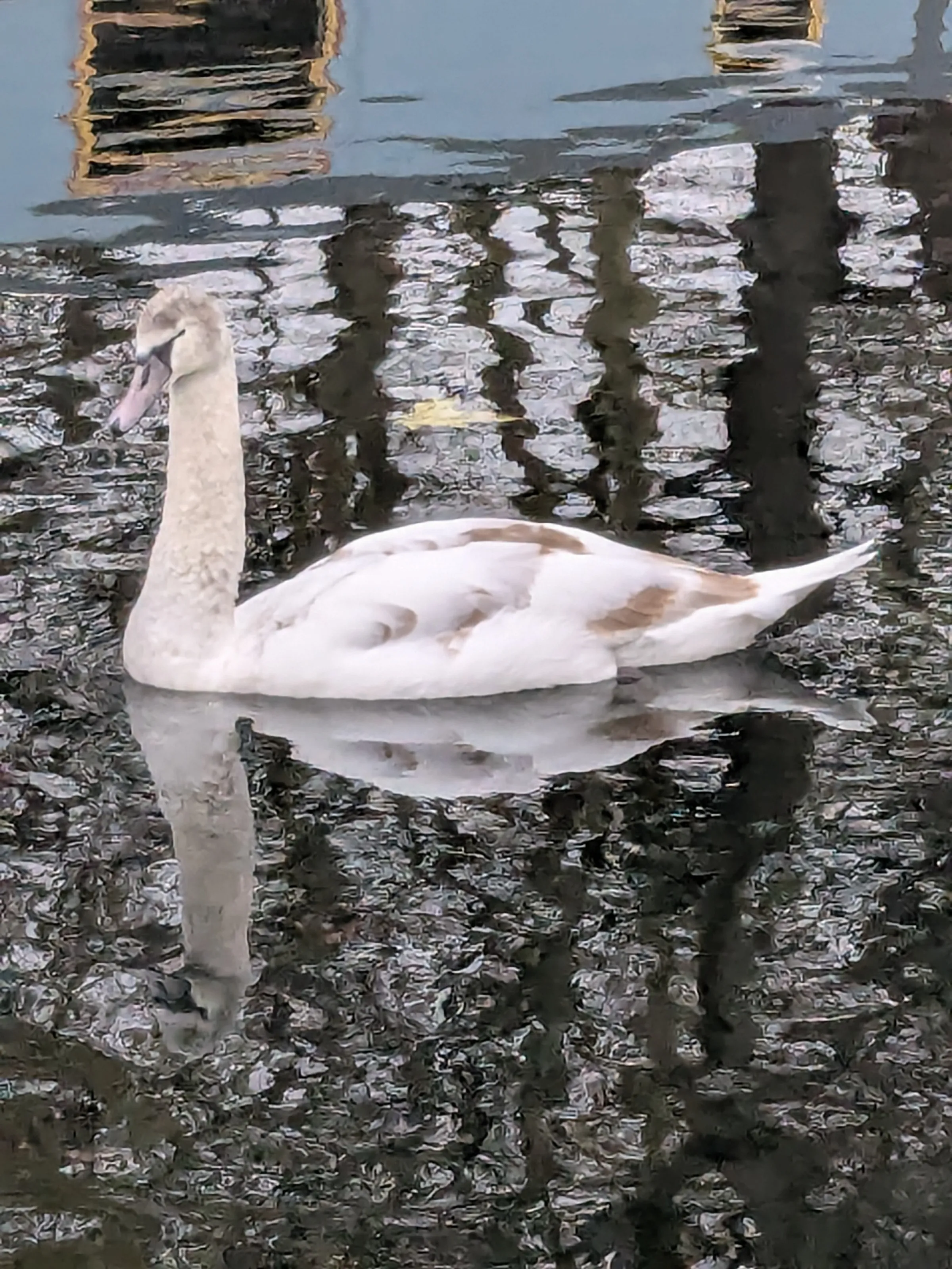 Swans on canal.
