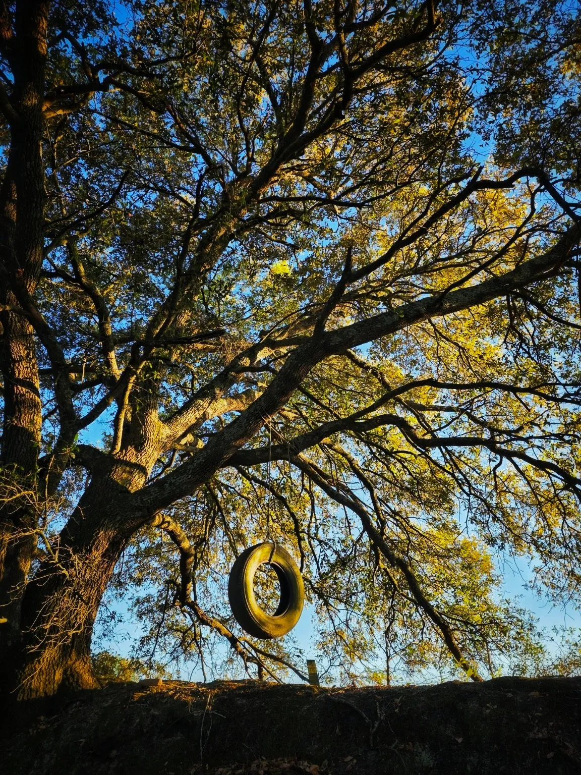 Tire Swing