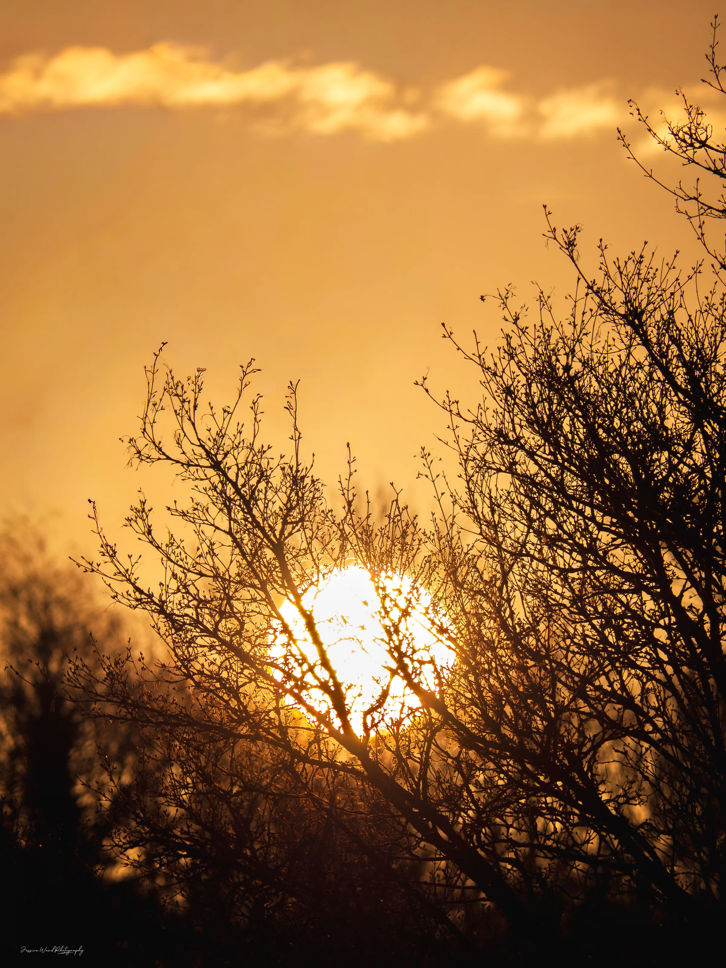 Frosted Dawn