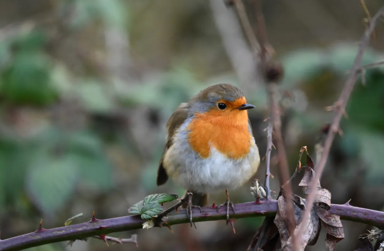 The Red Breast Robin