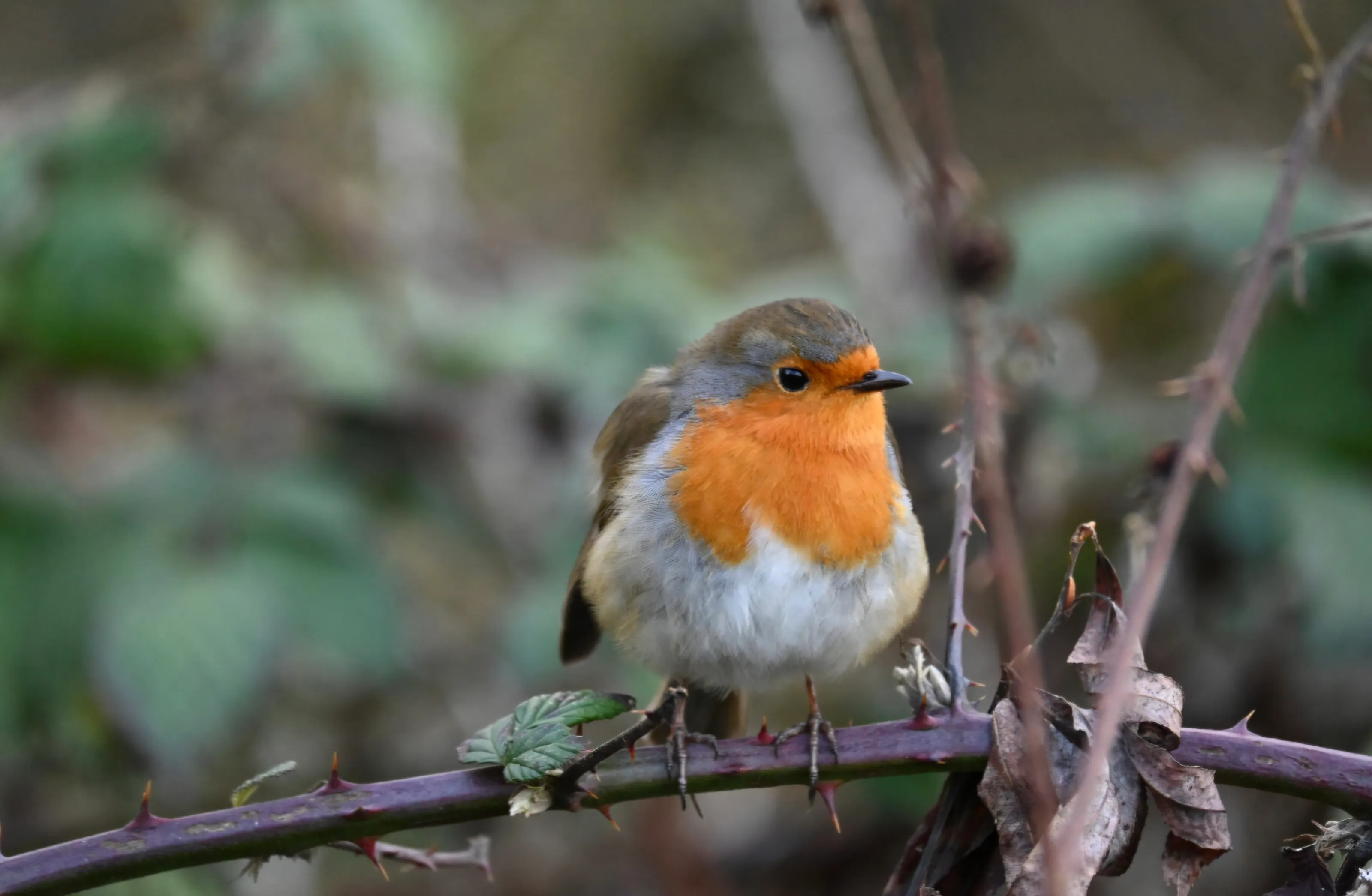 The Red Breast Robin