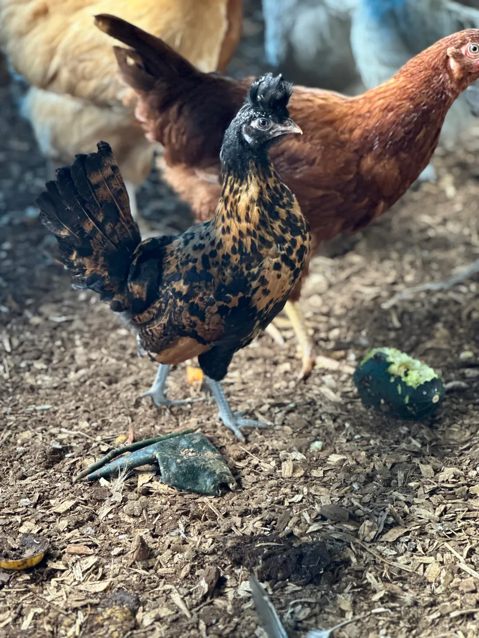 Chick chick
