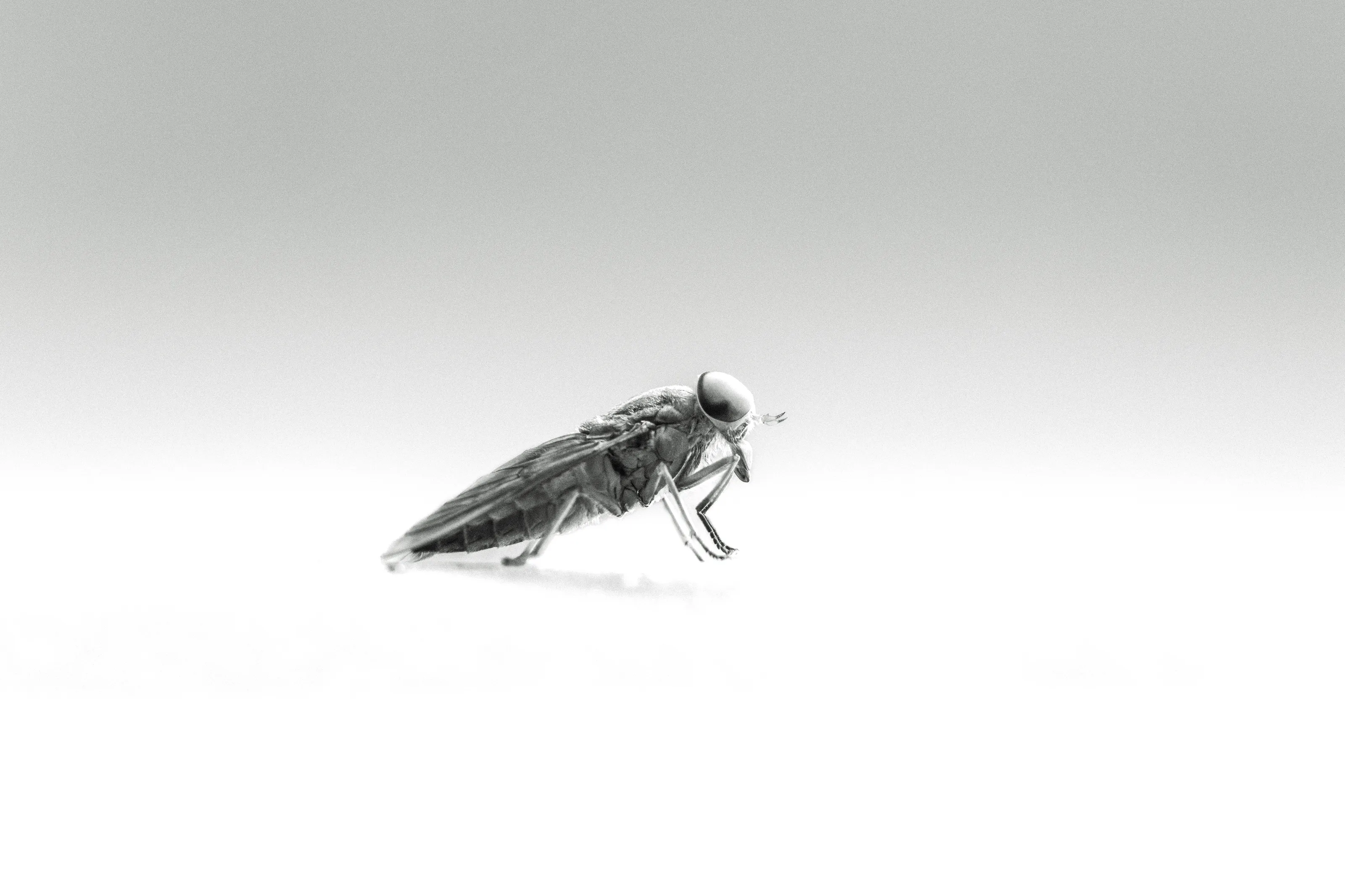 A Bug in a Studio