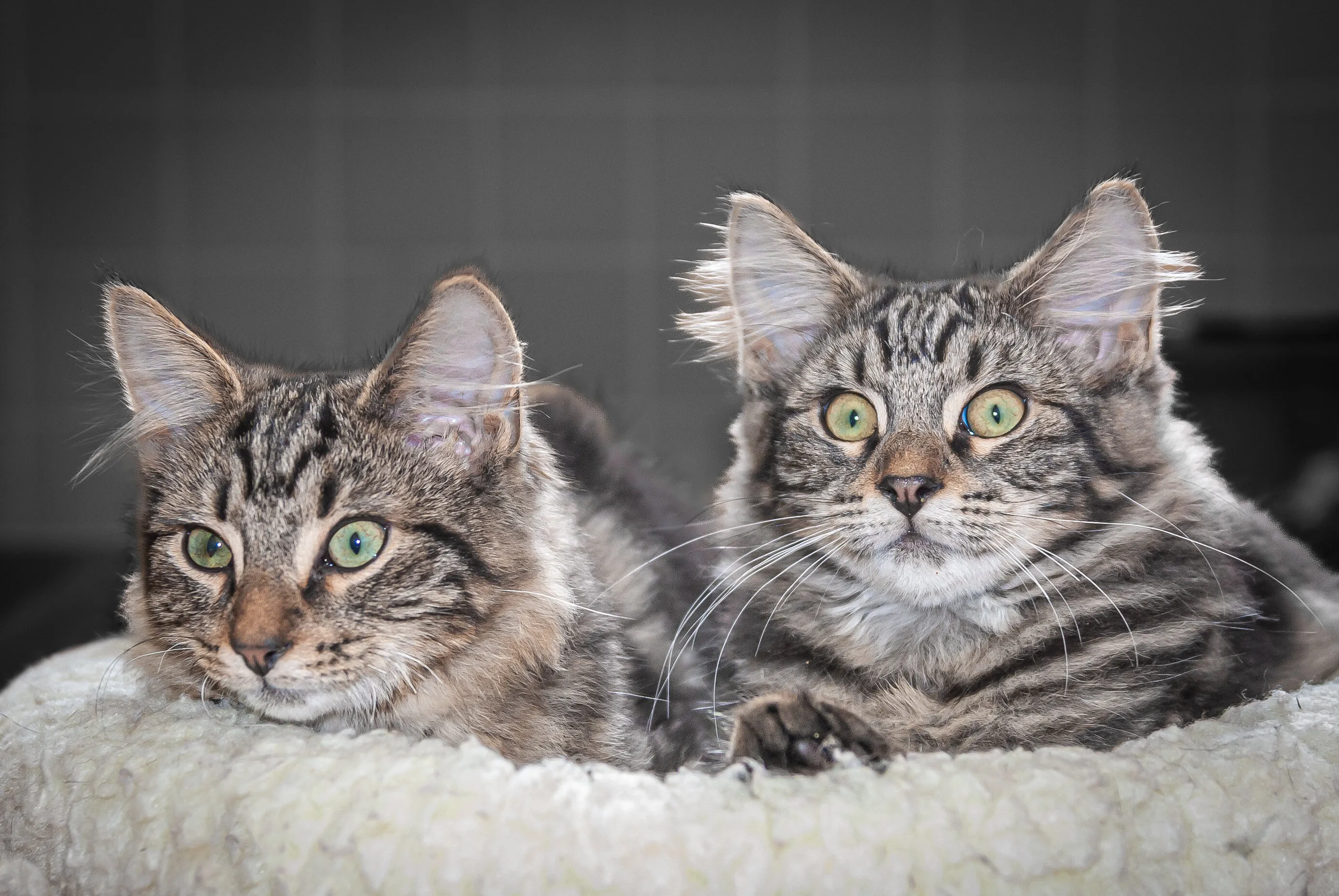 Two Similar-Looking Cats (in colour)