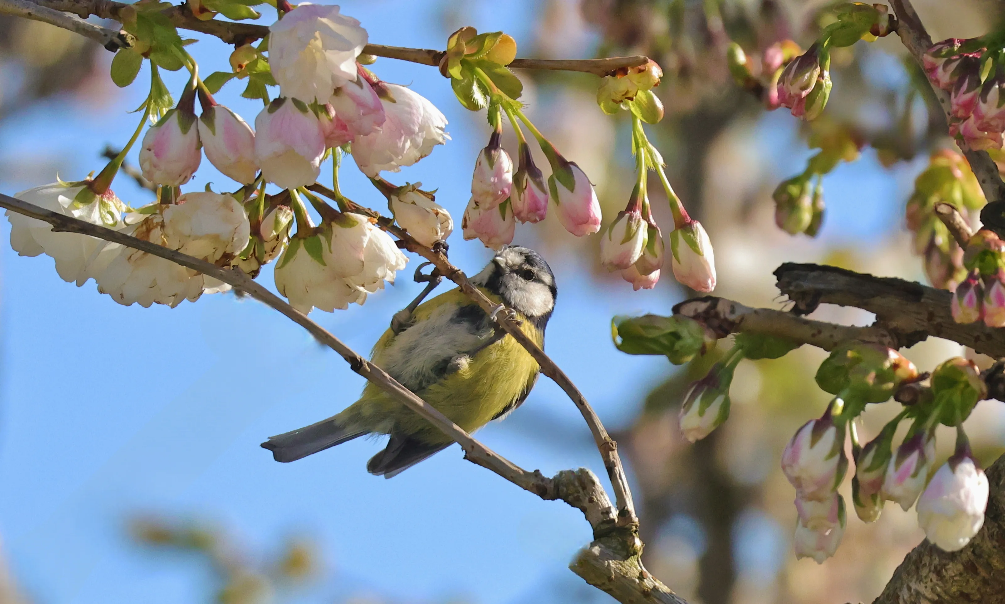 Hanging Blue Tit