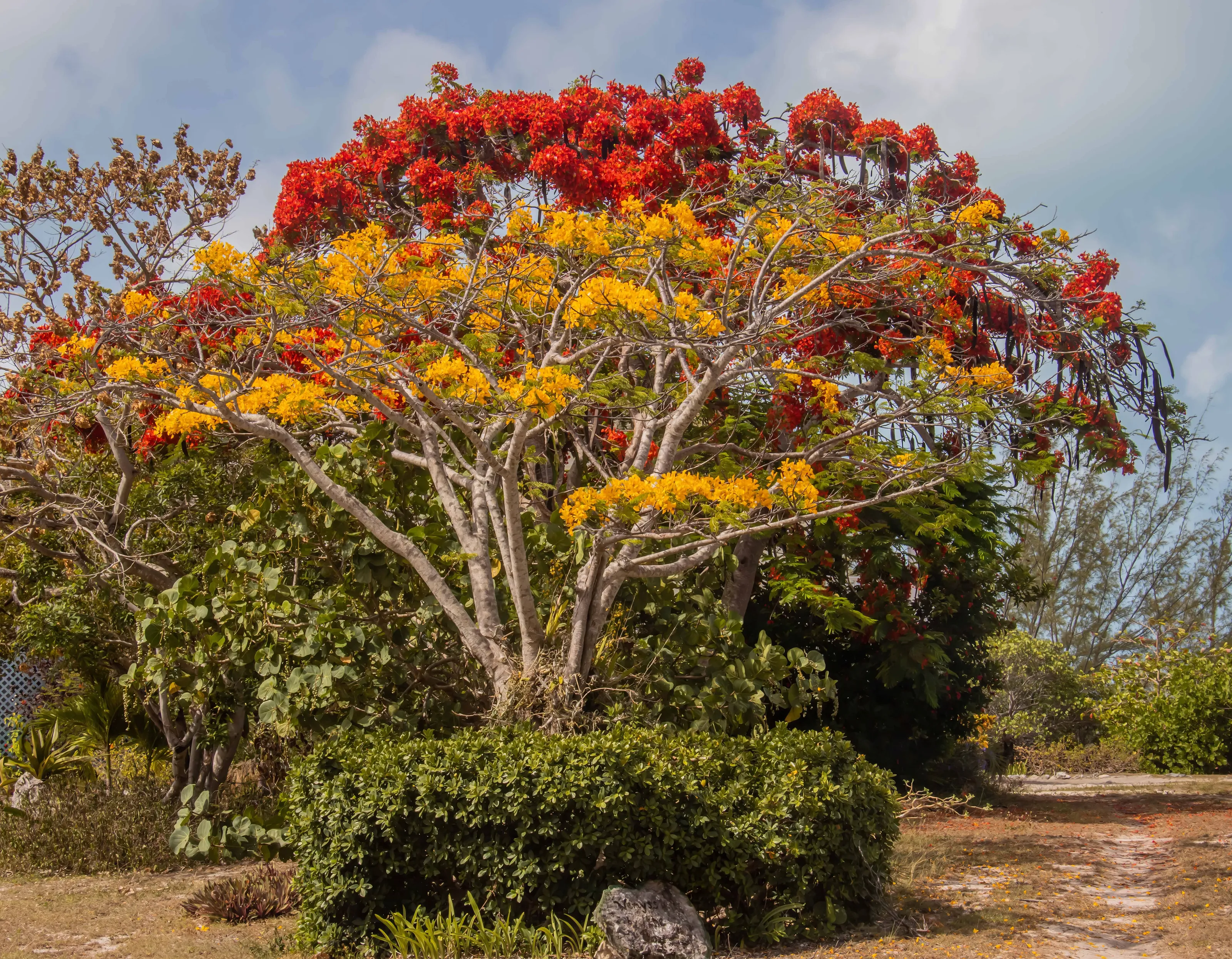 Tropical Trees in Bloom (in colour)