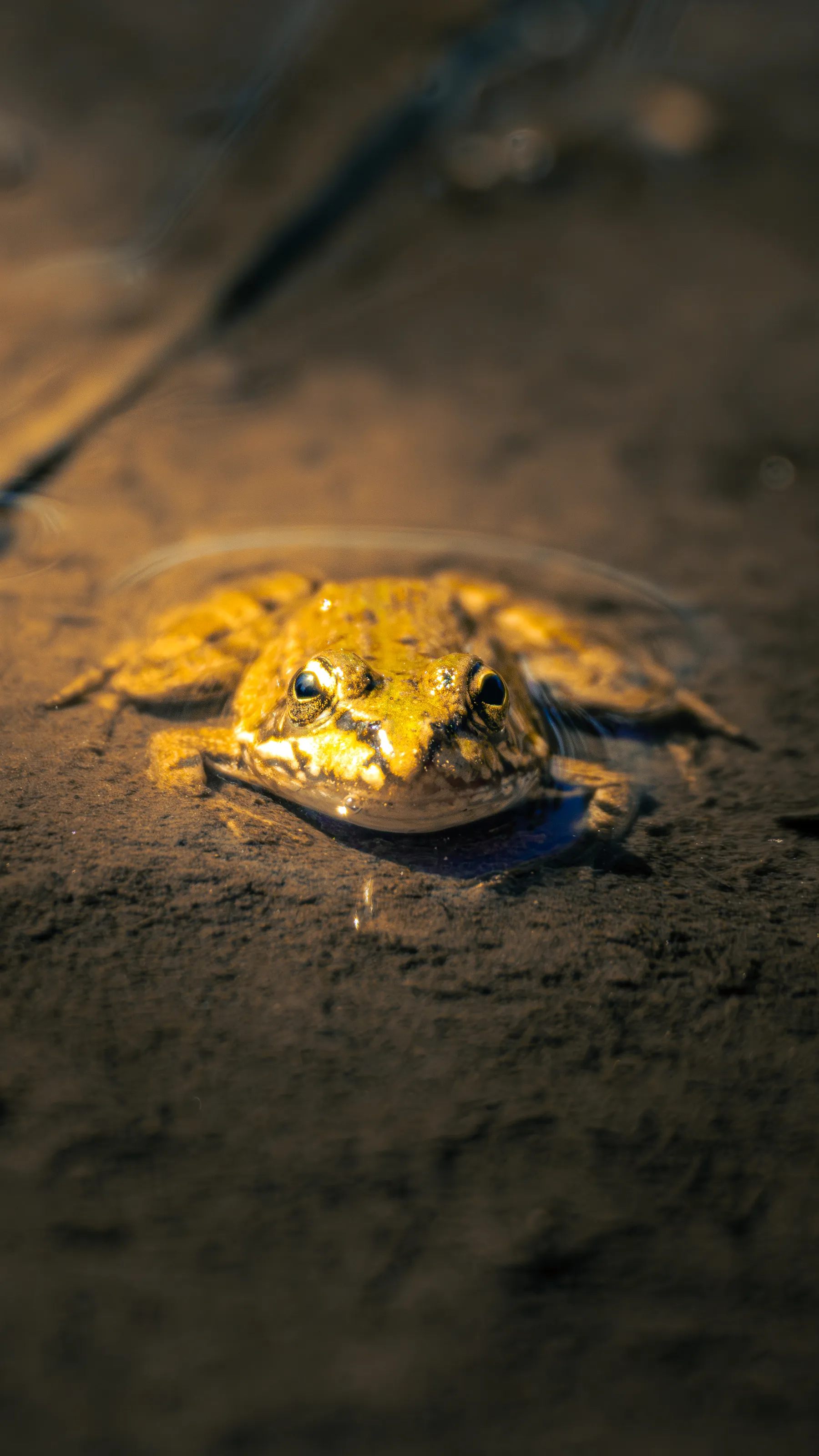 Sapo